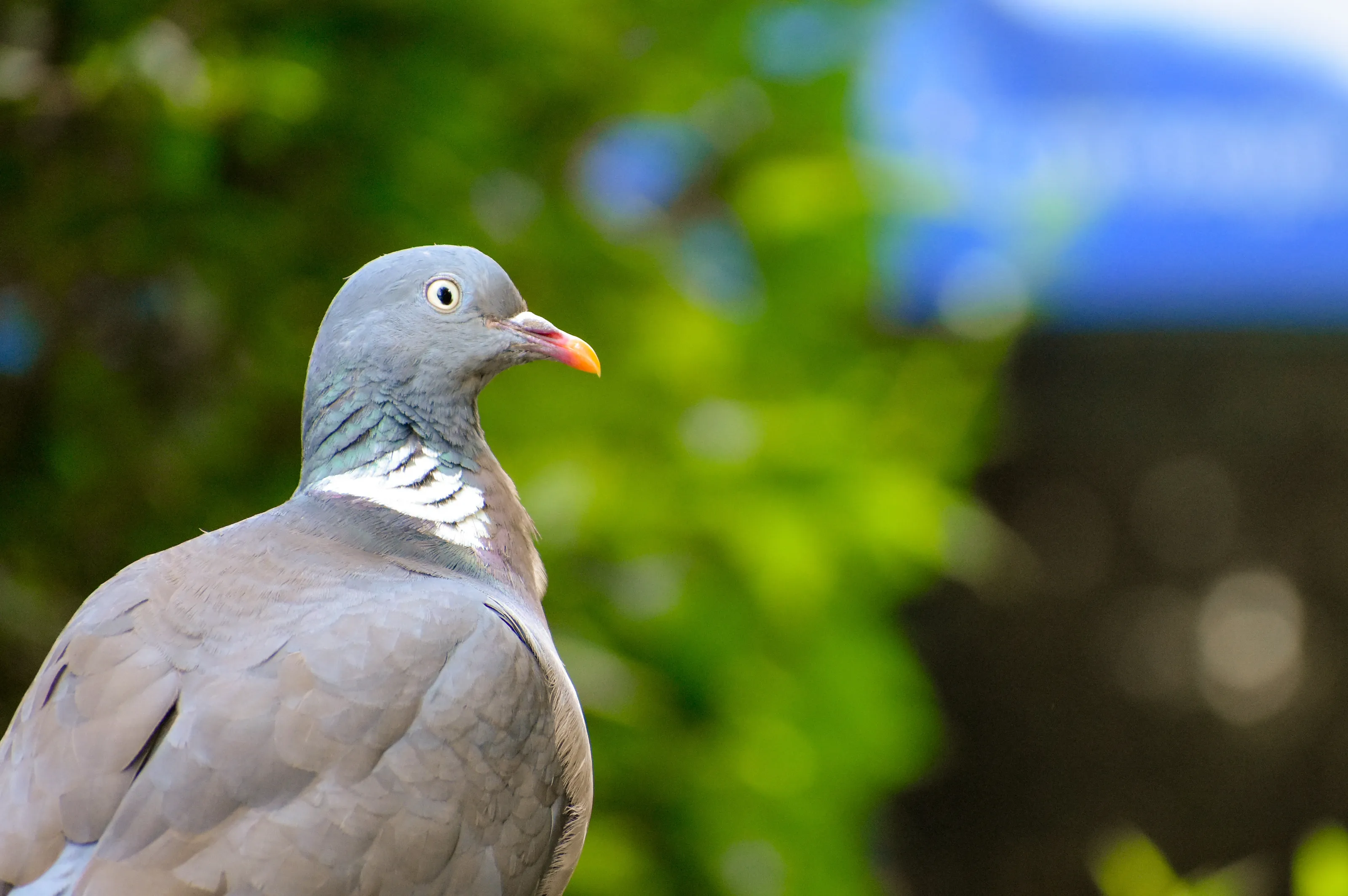 Pigeon gate