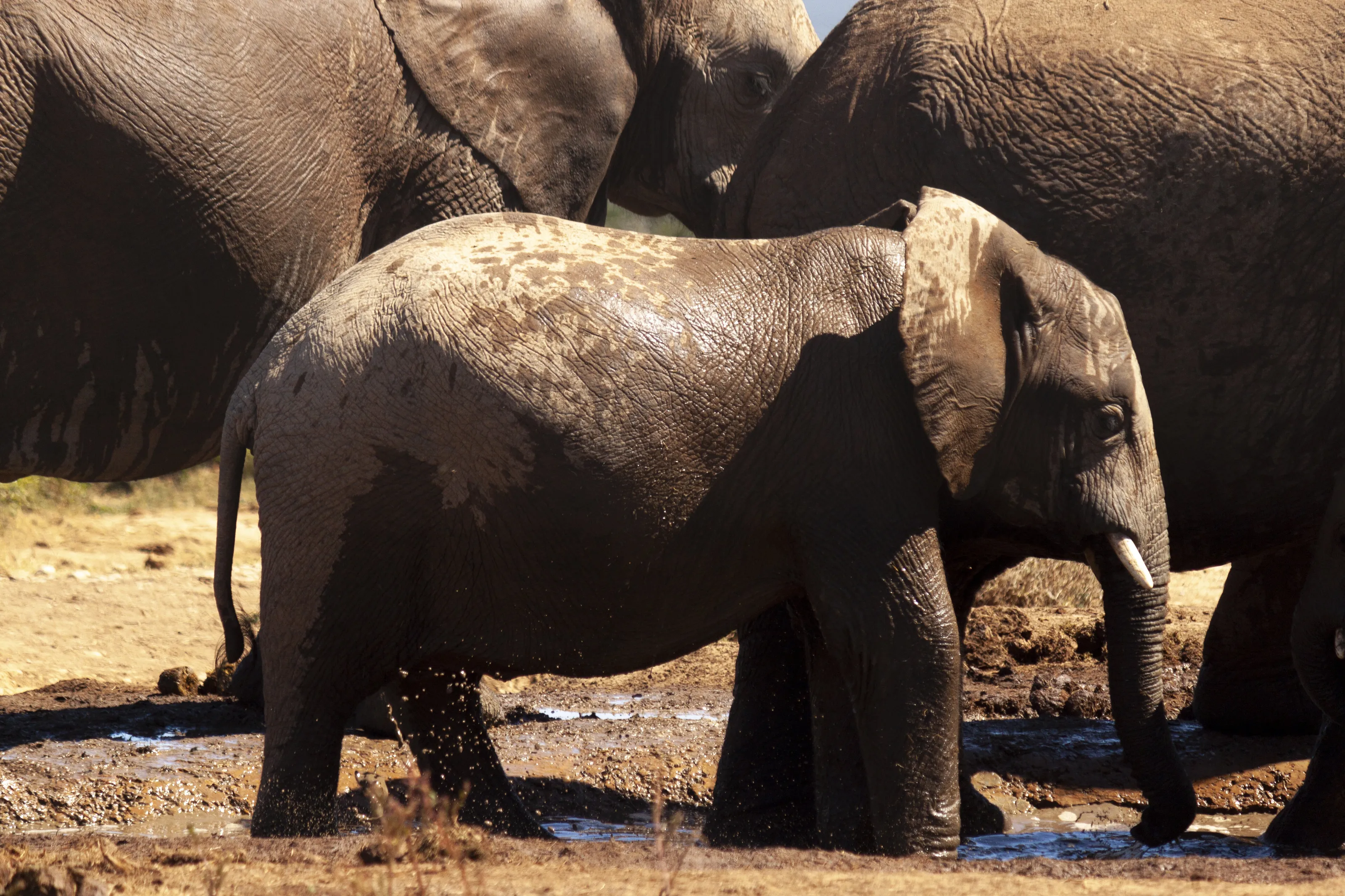 young elephant