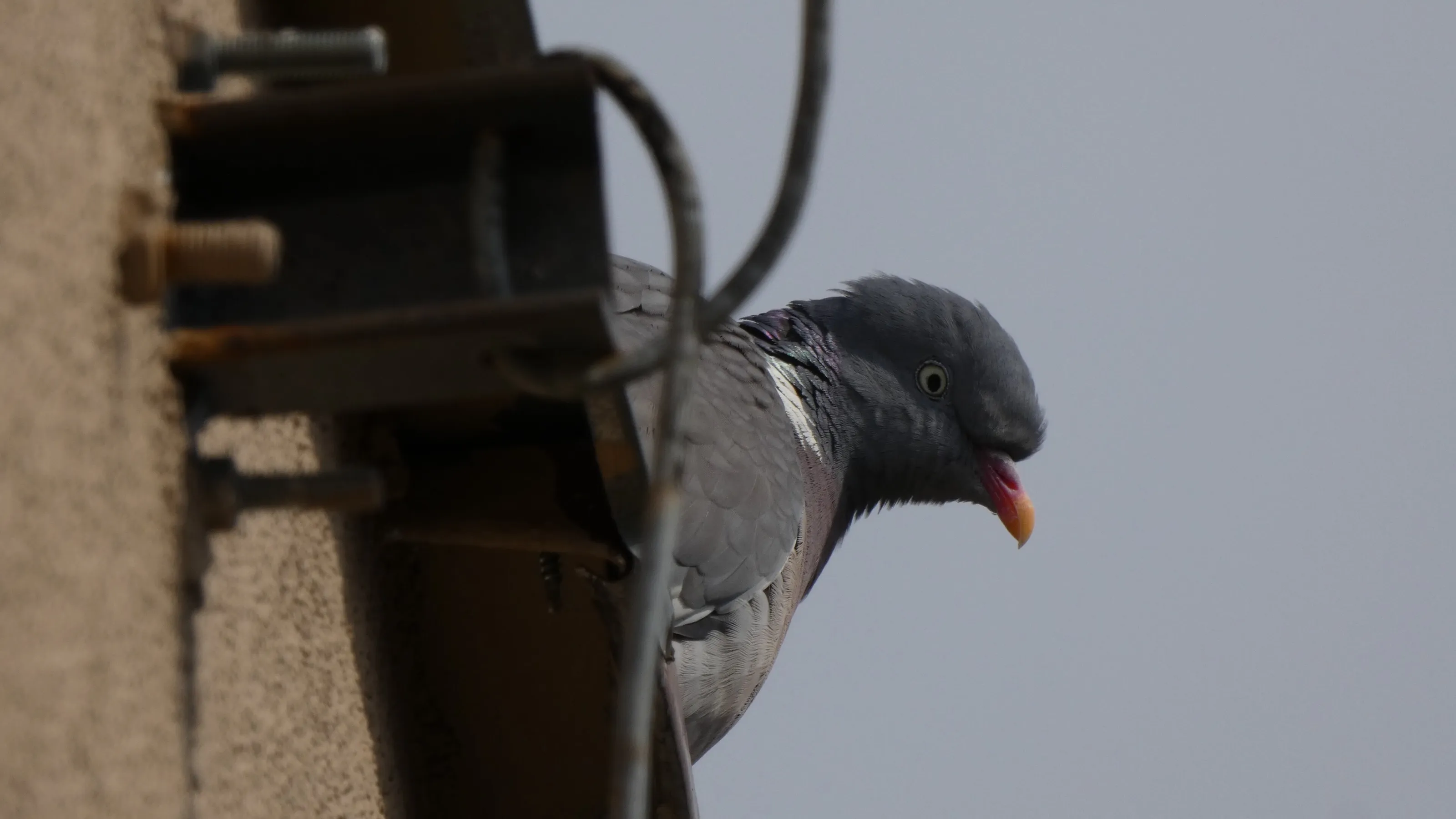 A dove on the roof