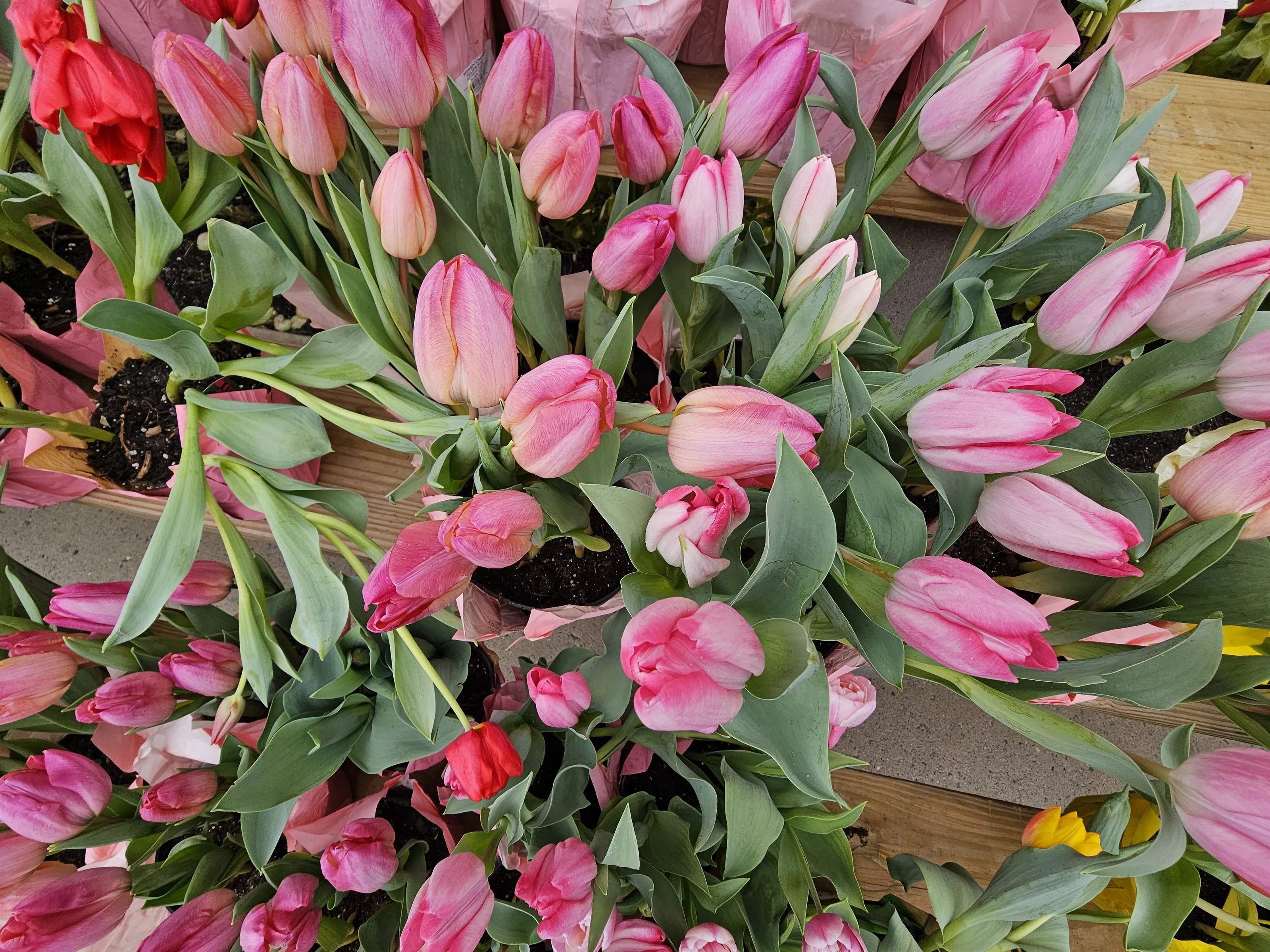 Flowers