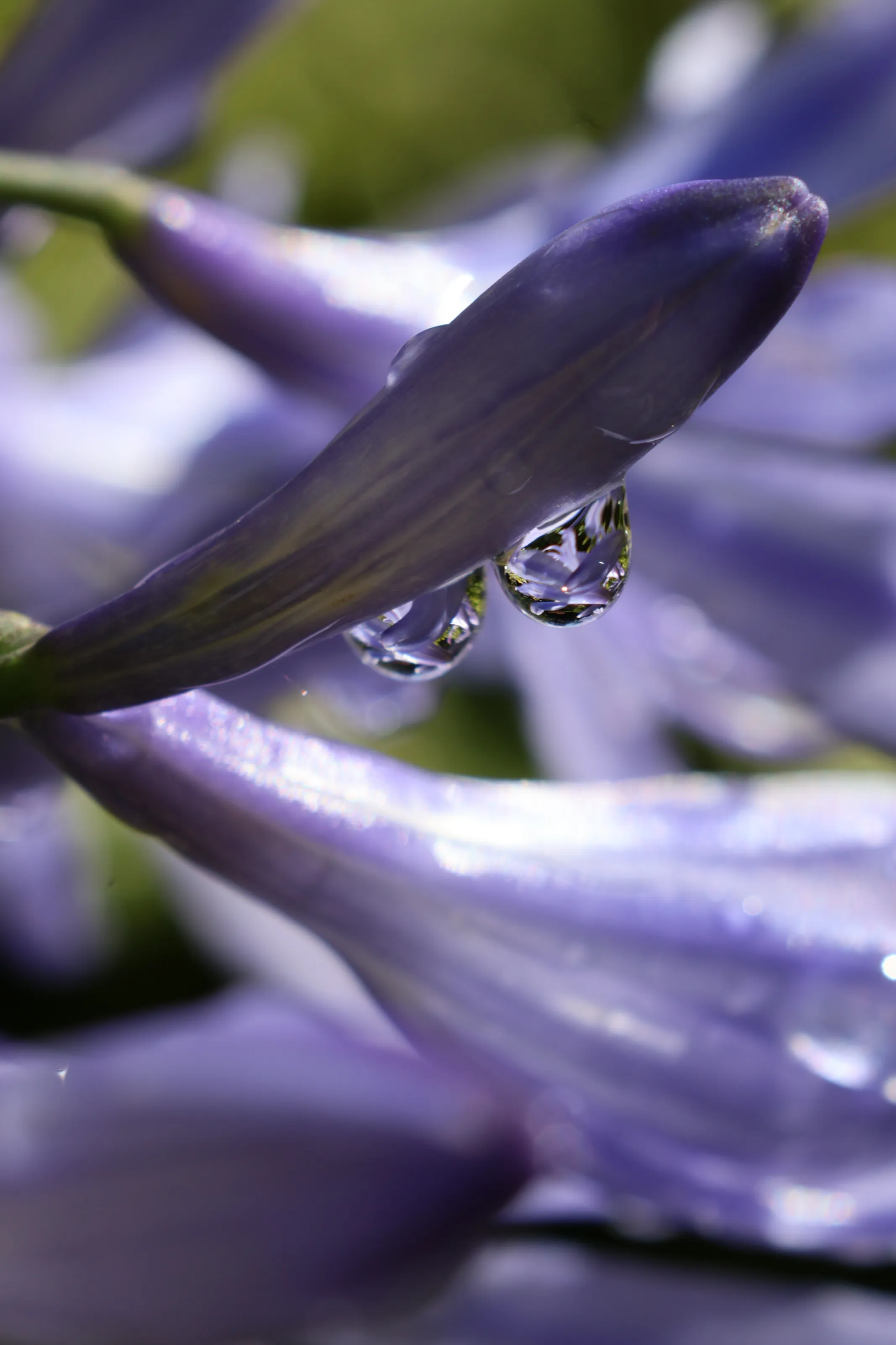 rain drops