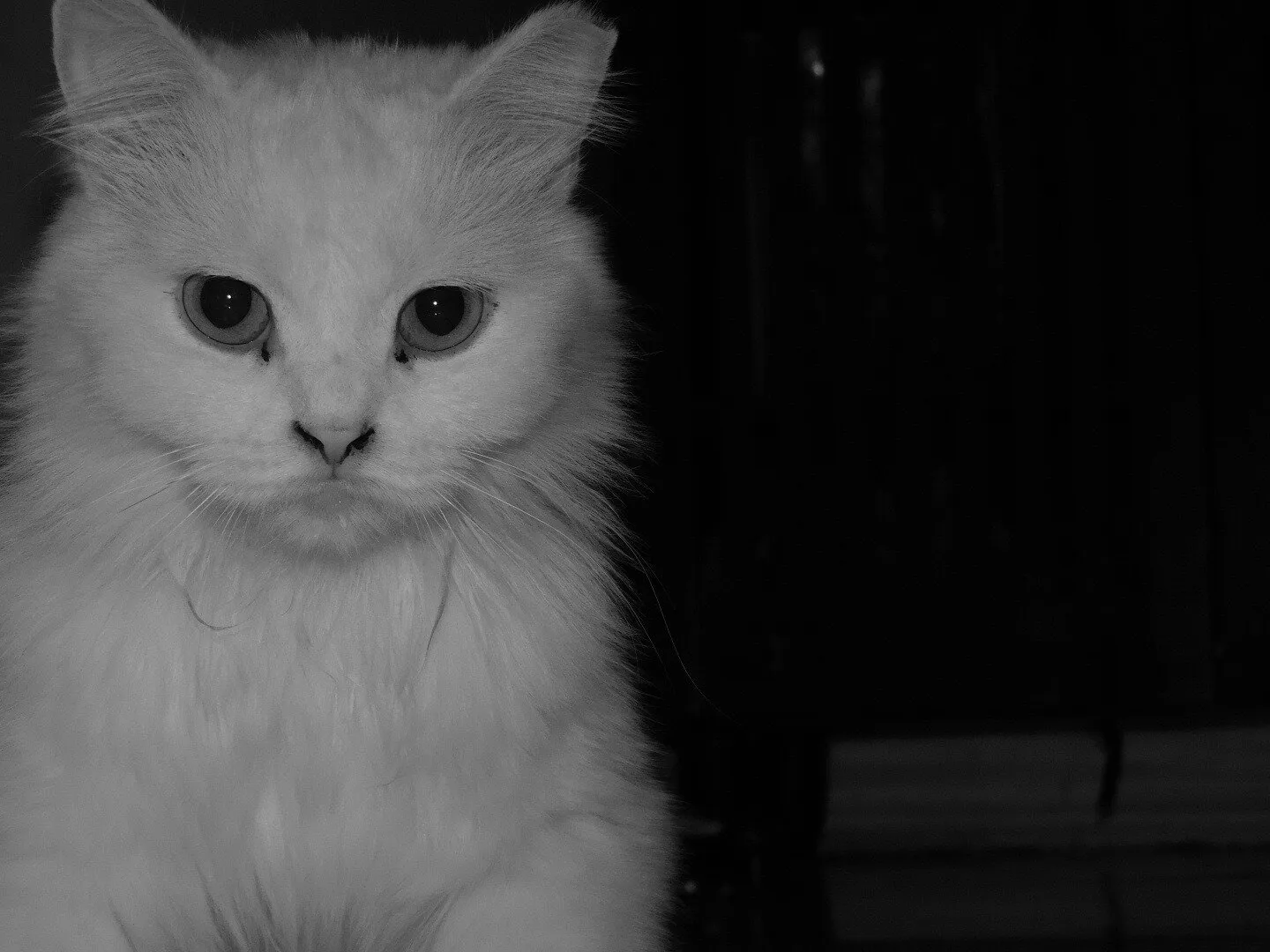 Mysterious cat