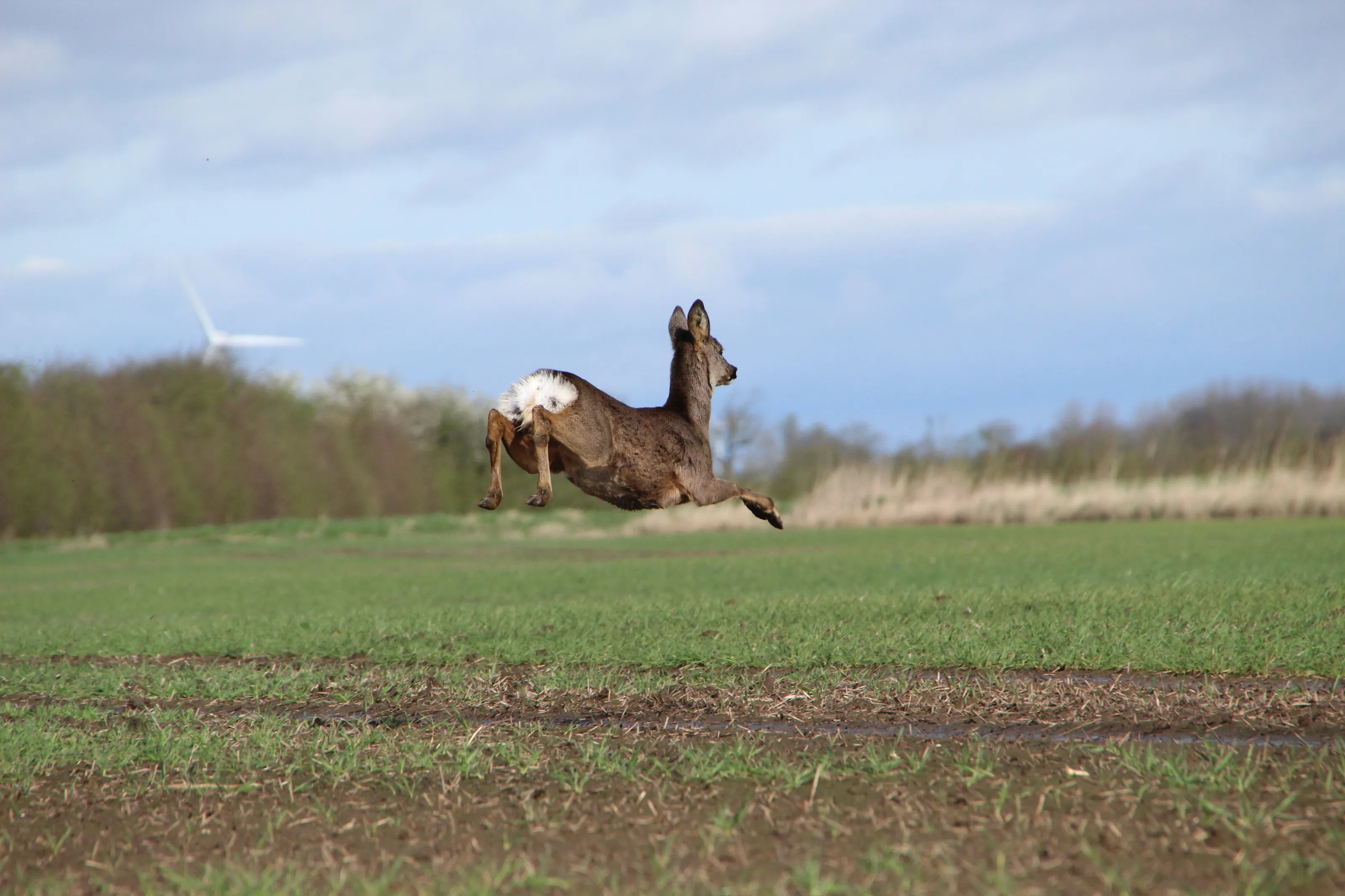Jumping deer