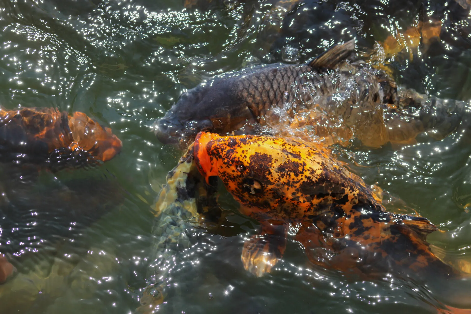 Koi