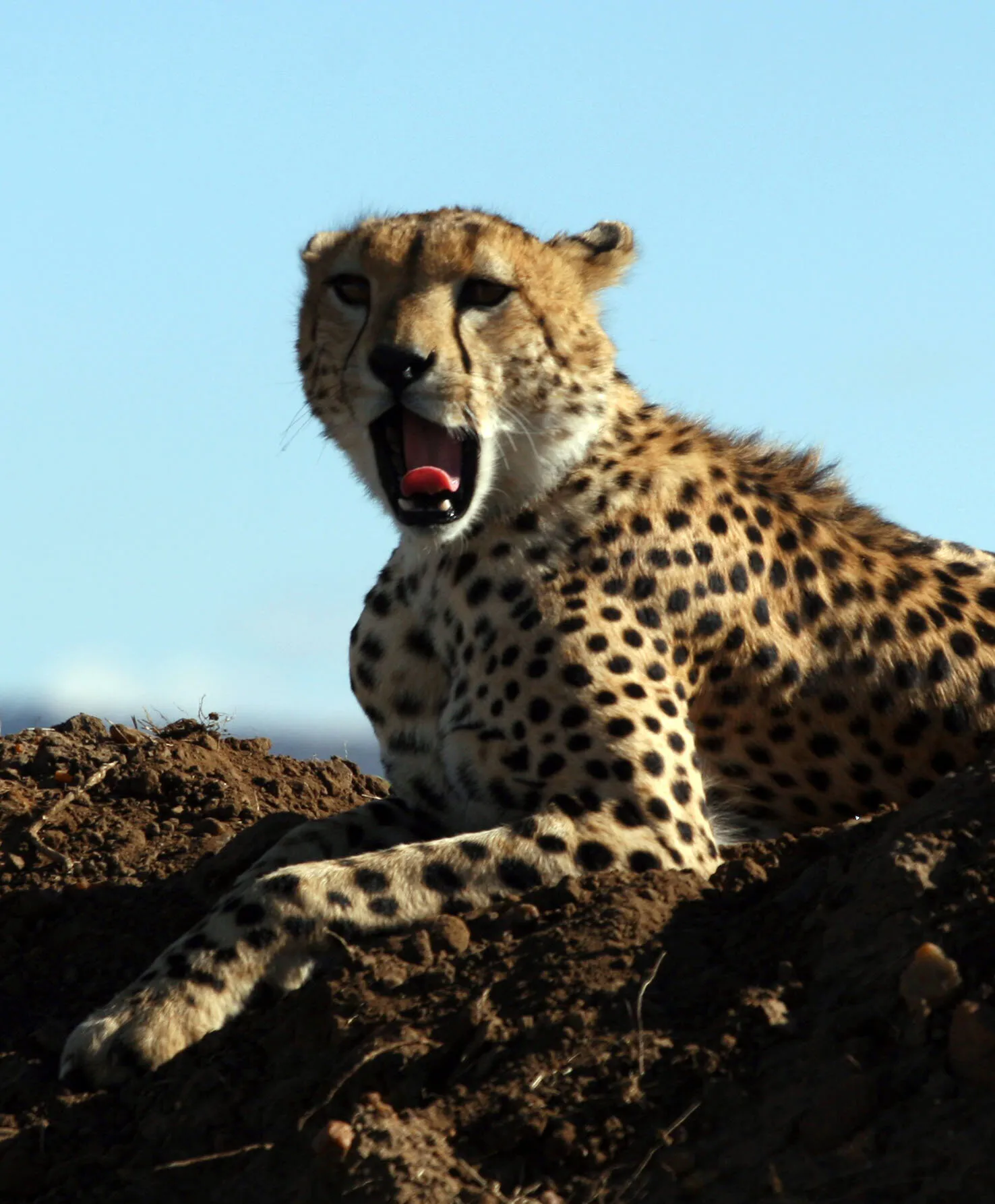 Cheetah in Kenya