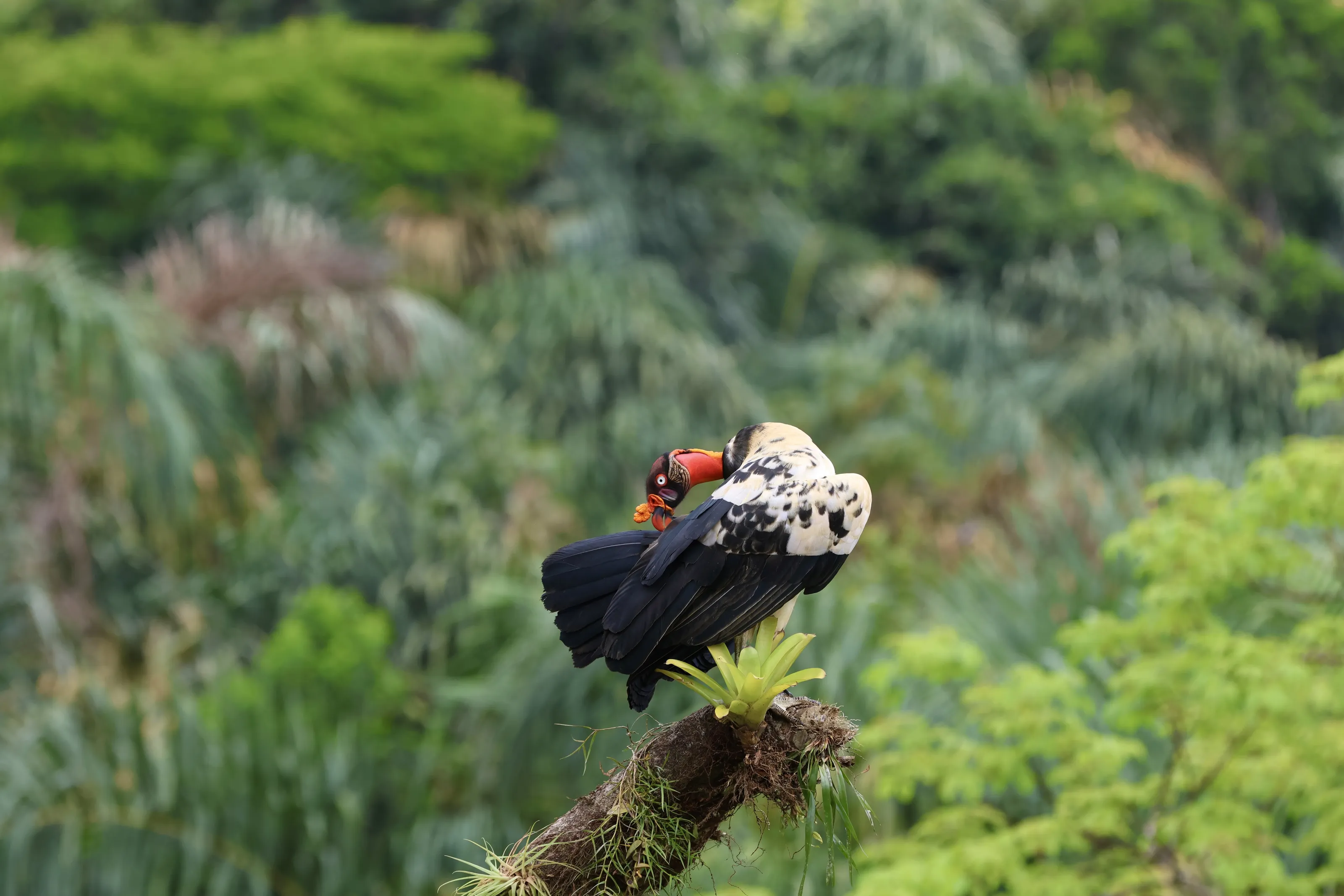 king vulture
