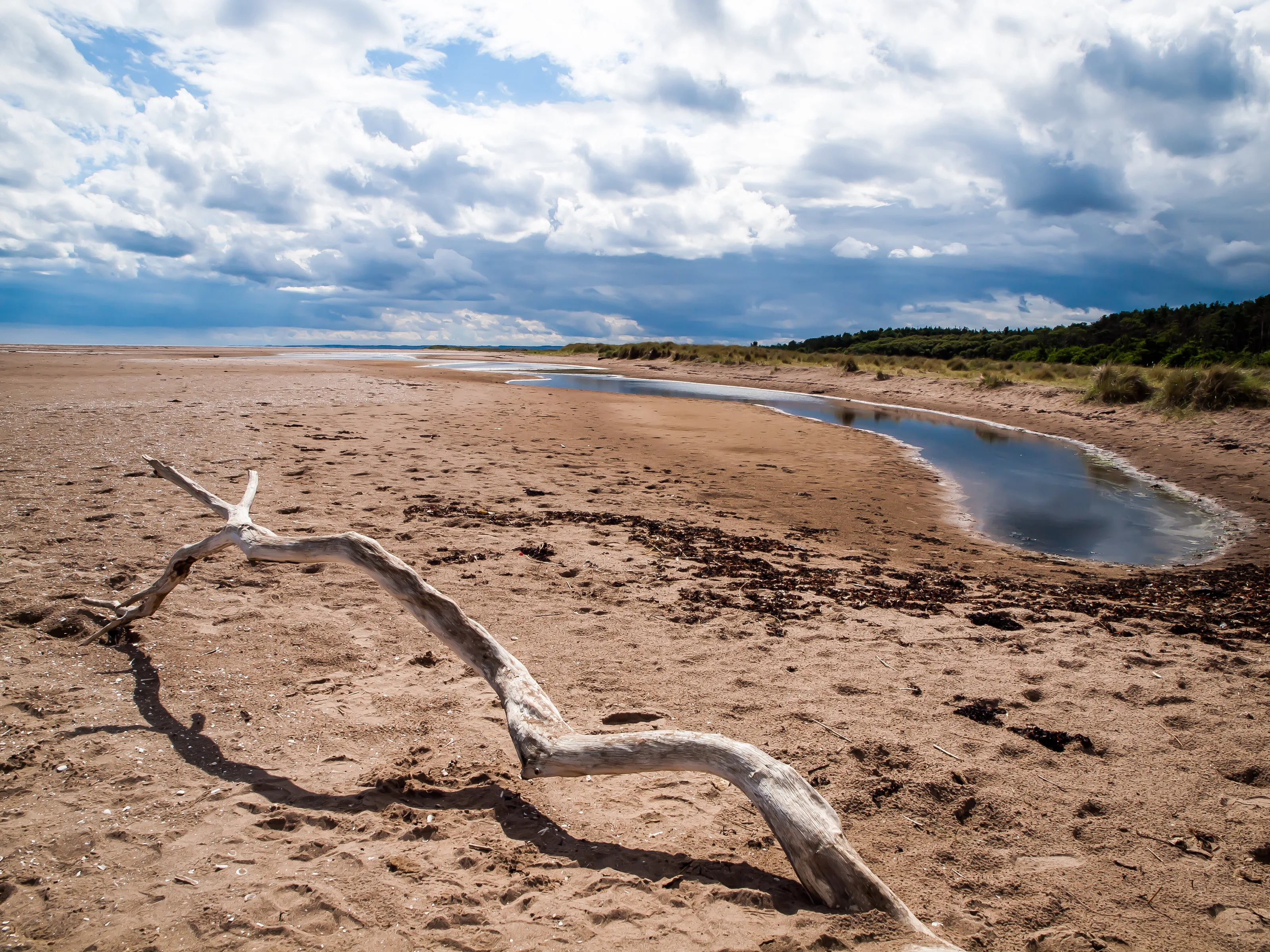 Tentsmuir Forest beach