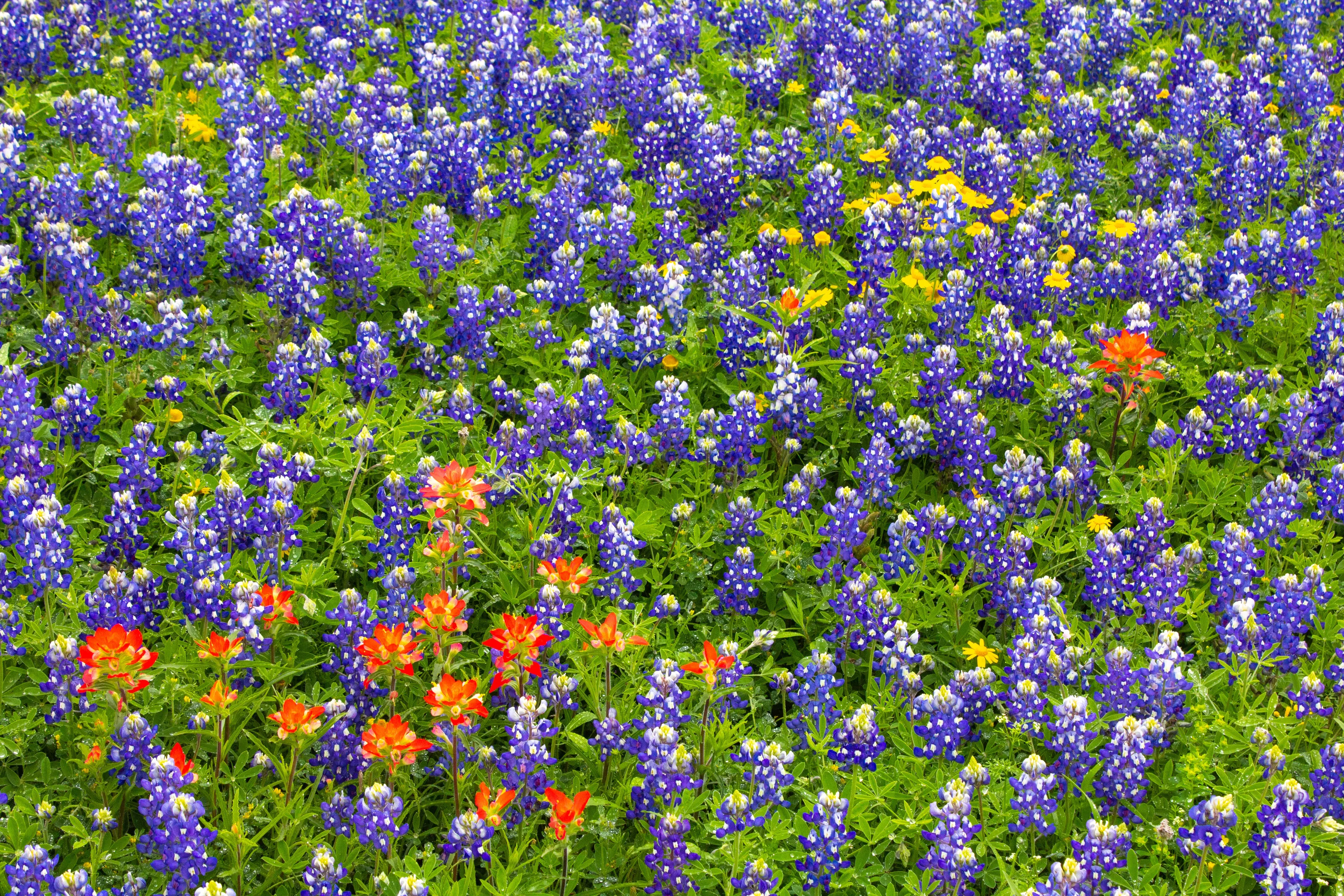 Wildflowers