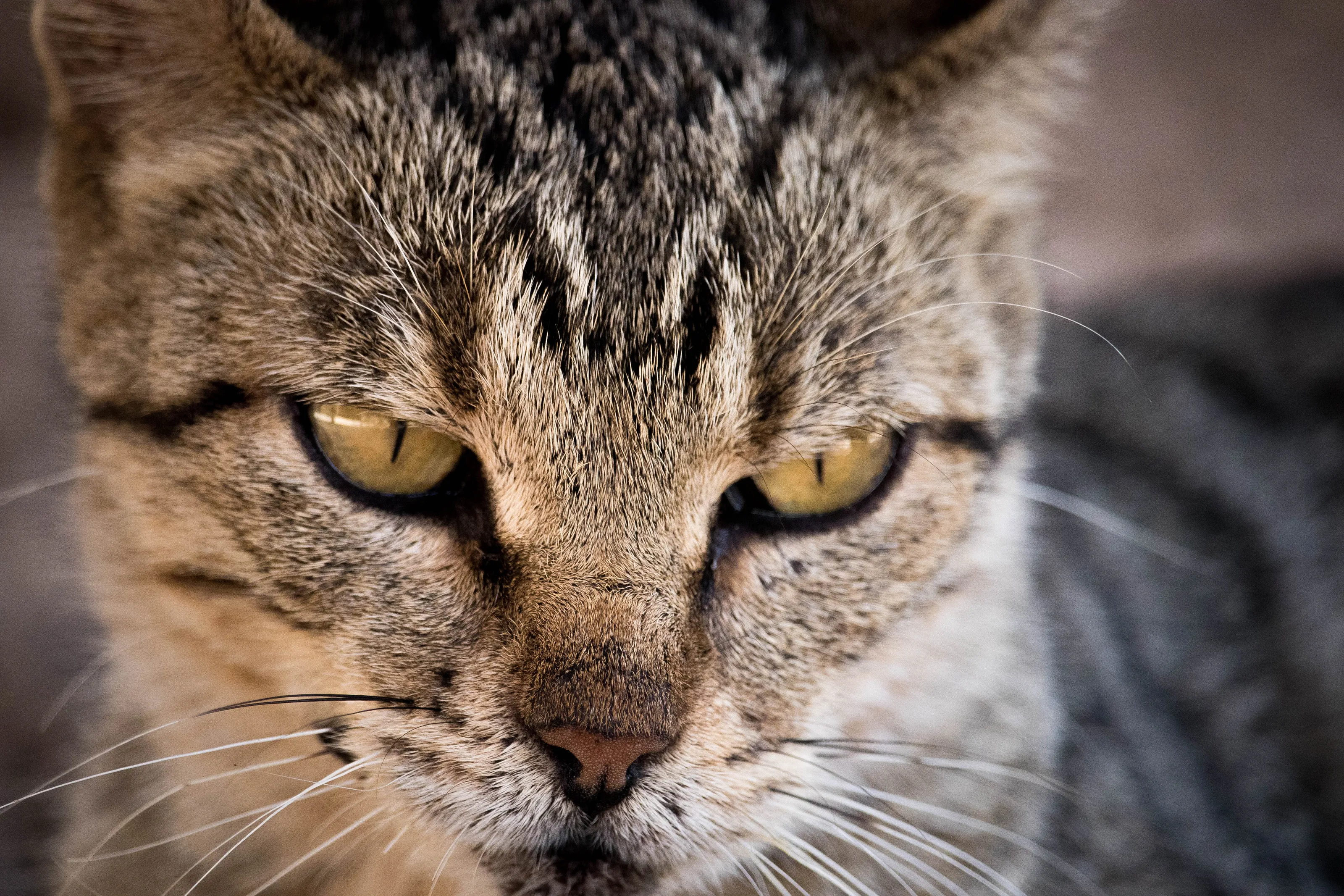 Cat eyes