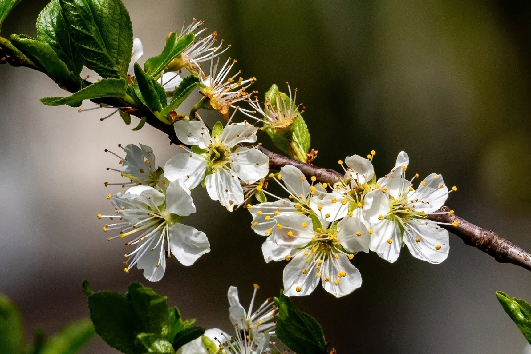 Pear Blossoms