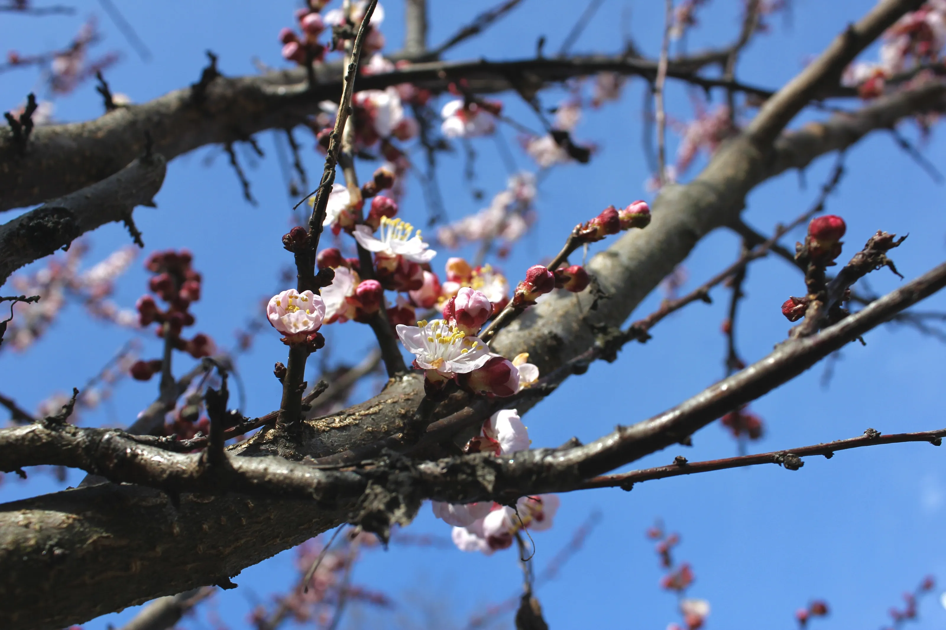 Spring beginning