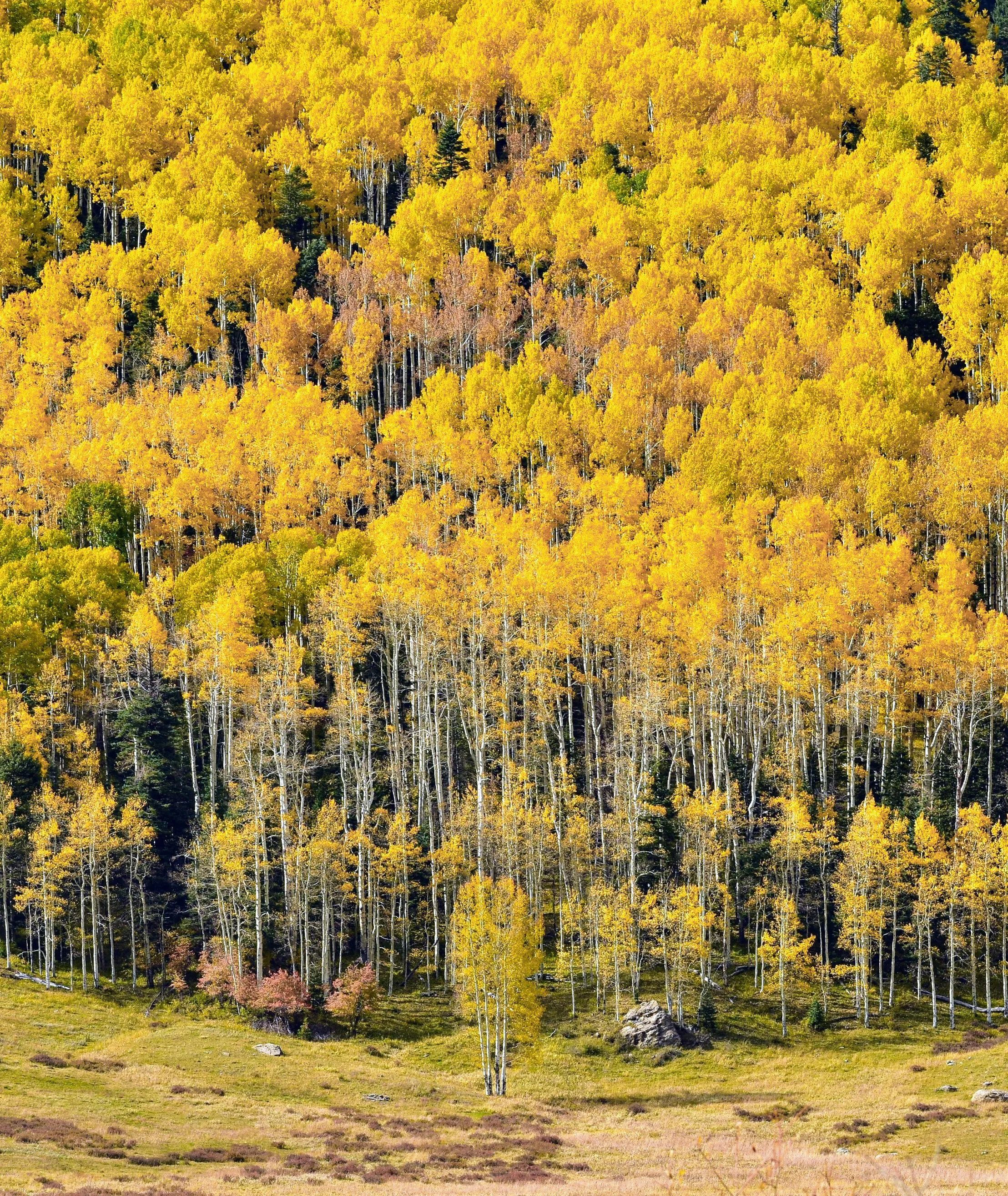 Aspen Mountain