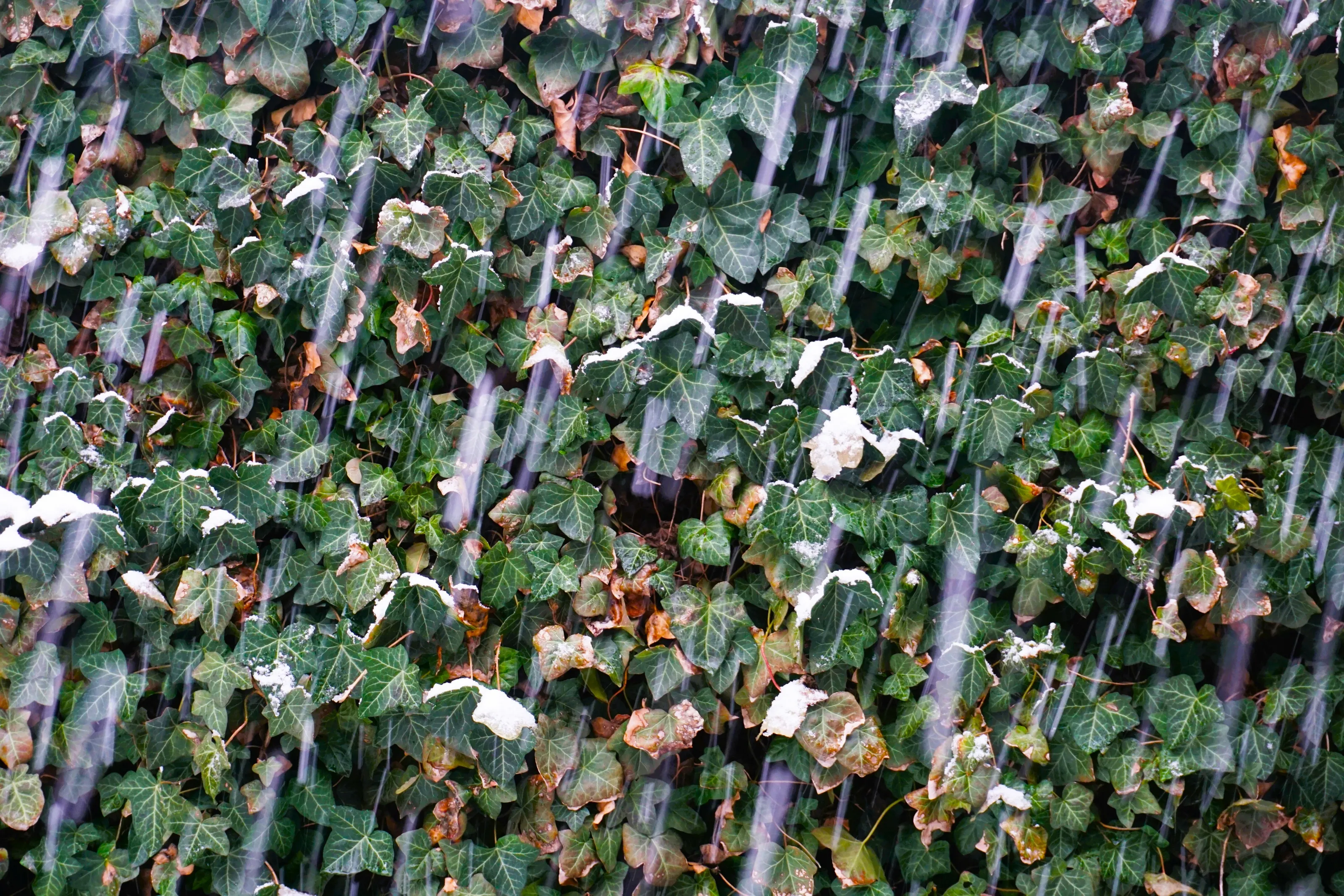 snowfall and fresh wall ivy