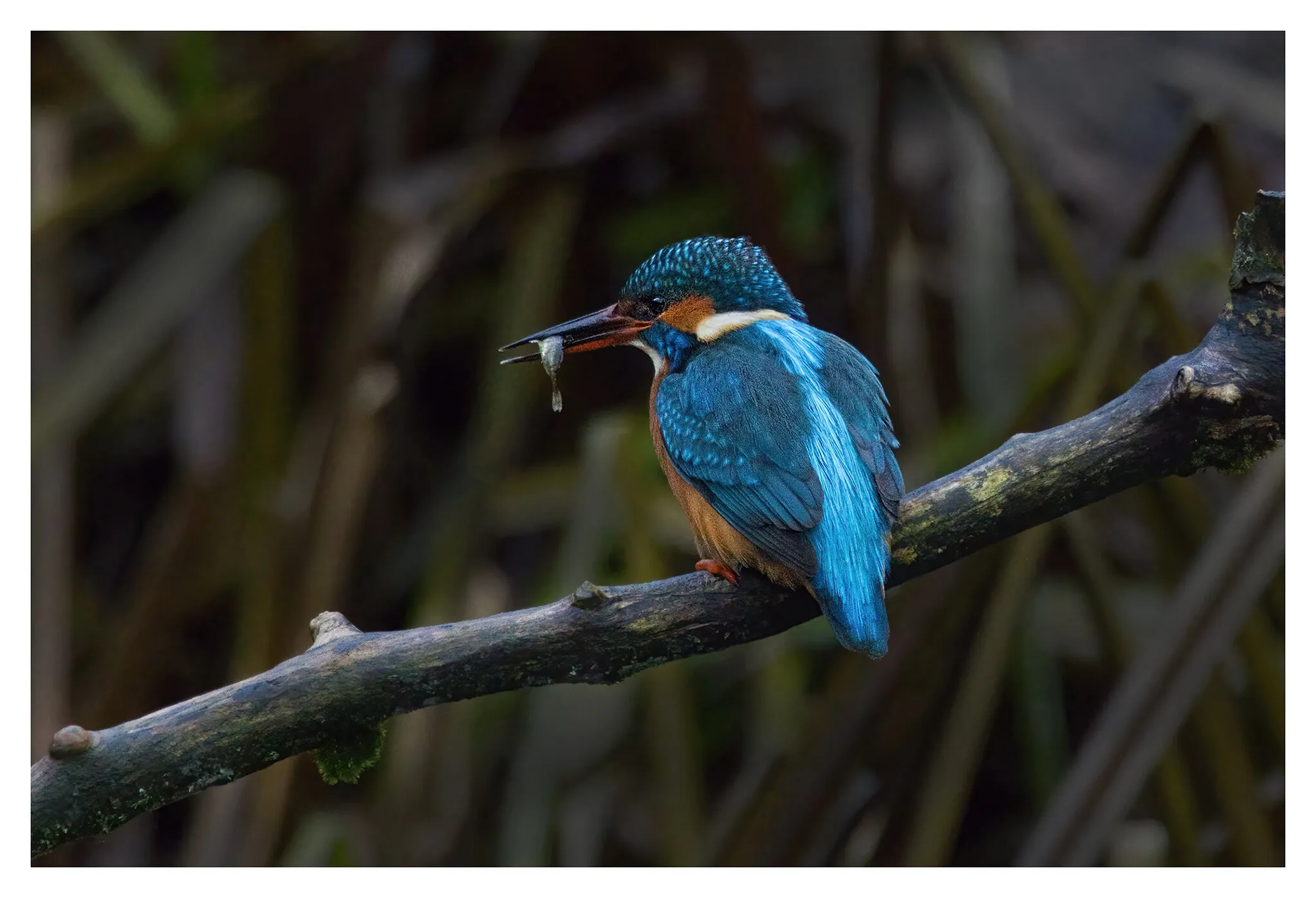 Kingfisher having lunch
