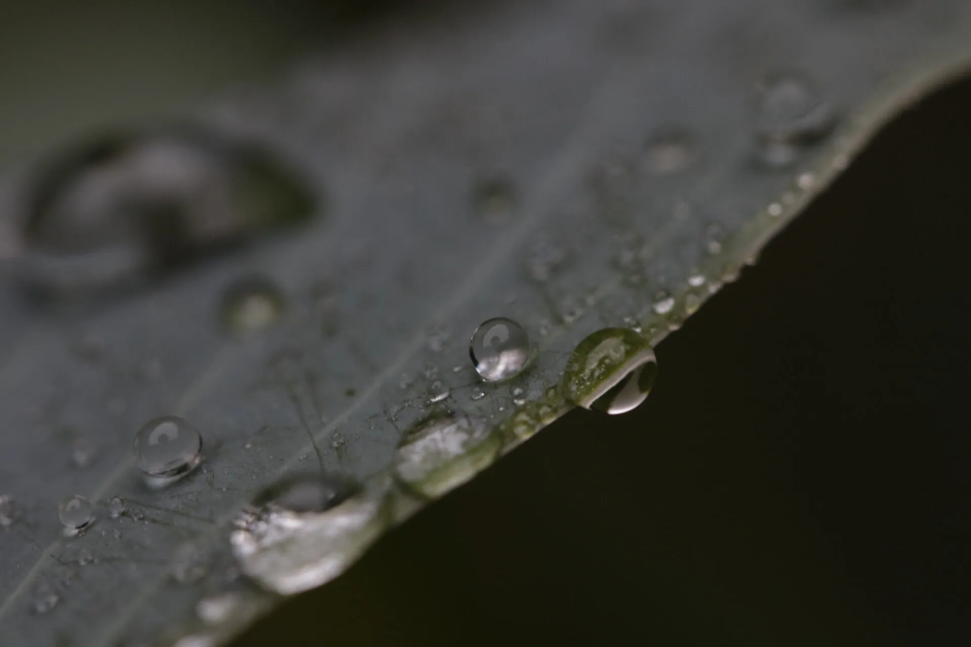 Rain drops
