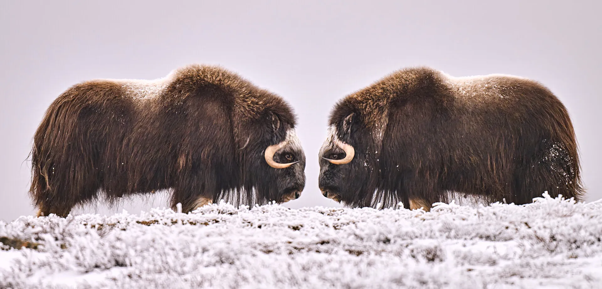 Faceoff