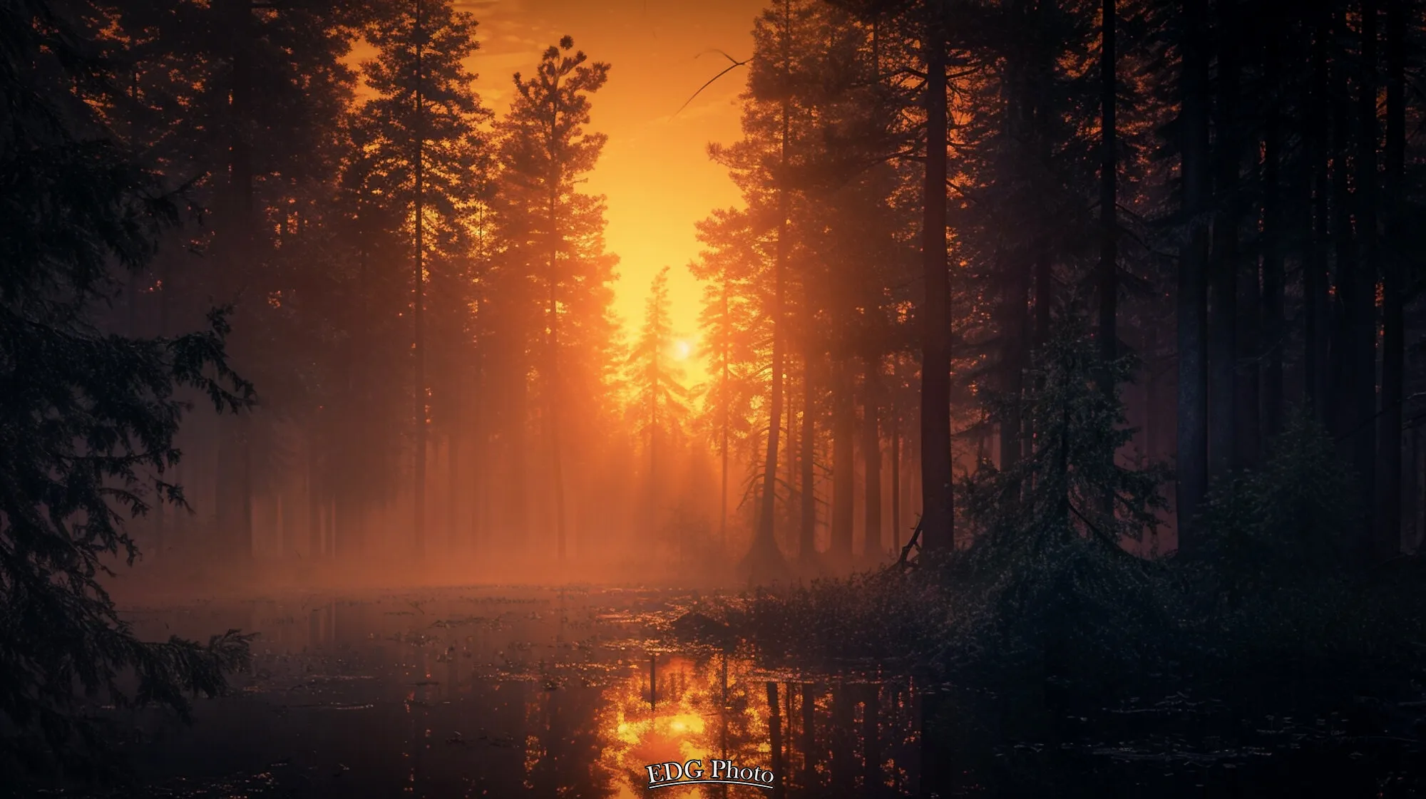 Golden Forest