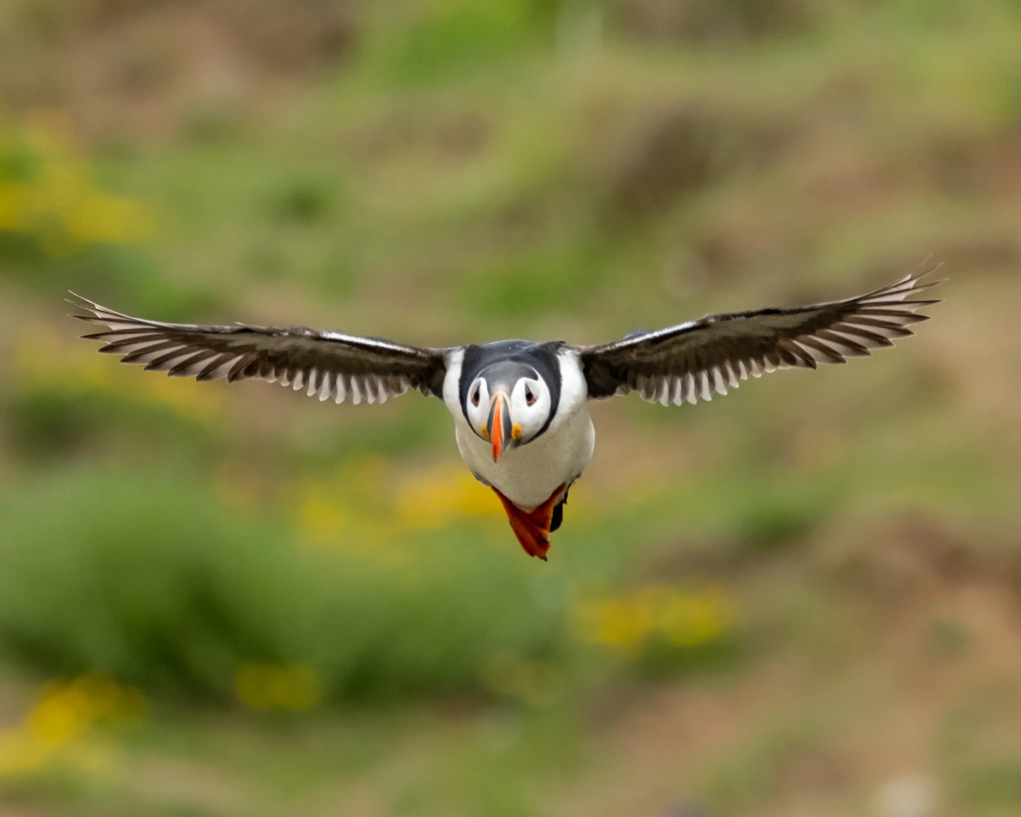 Puffin at Flamborough