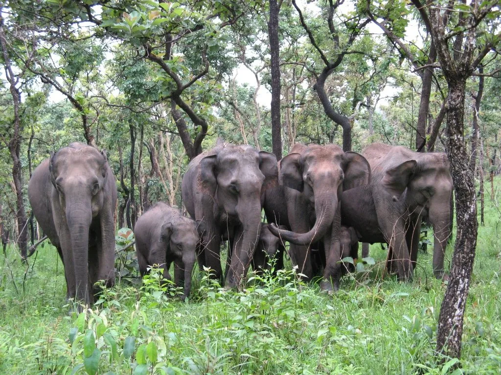 Elephant herd at Mudumalai Tiger Reserve
