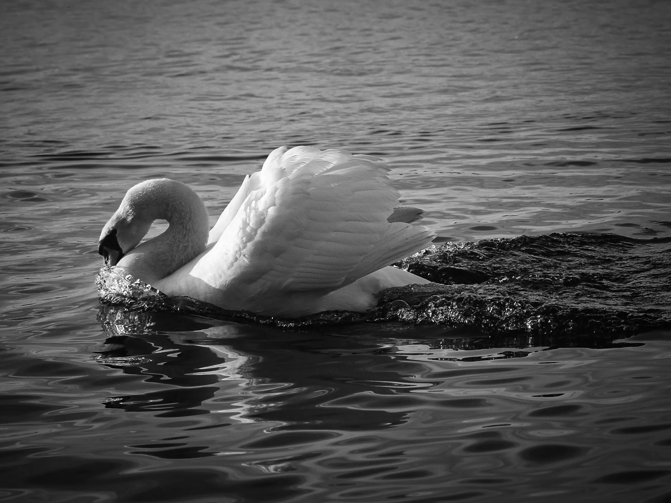 Graceful Waves