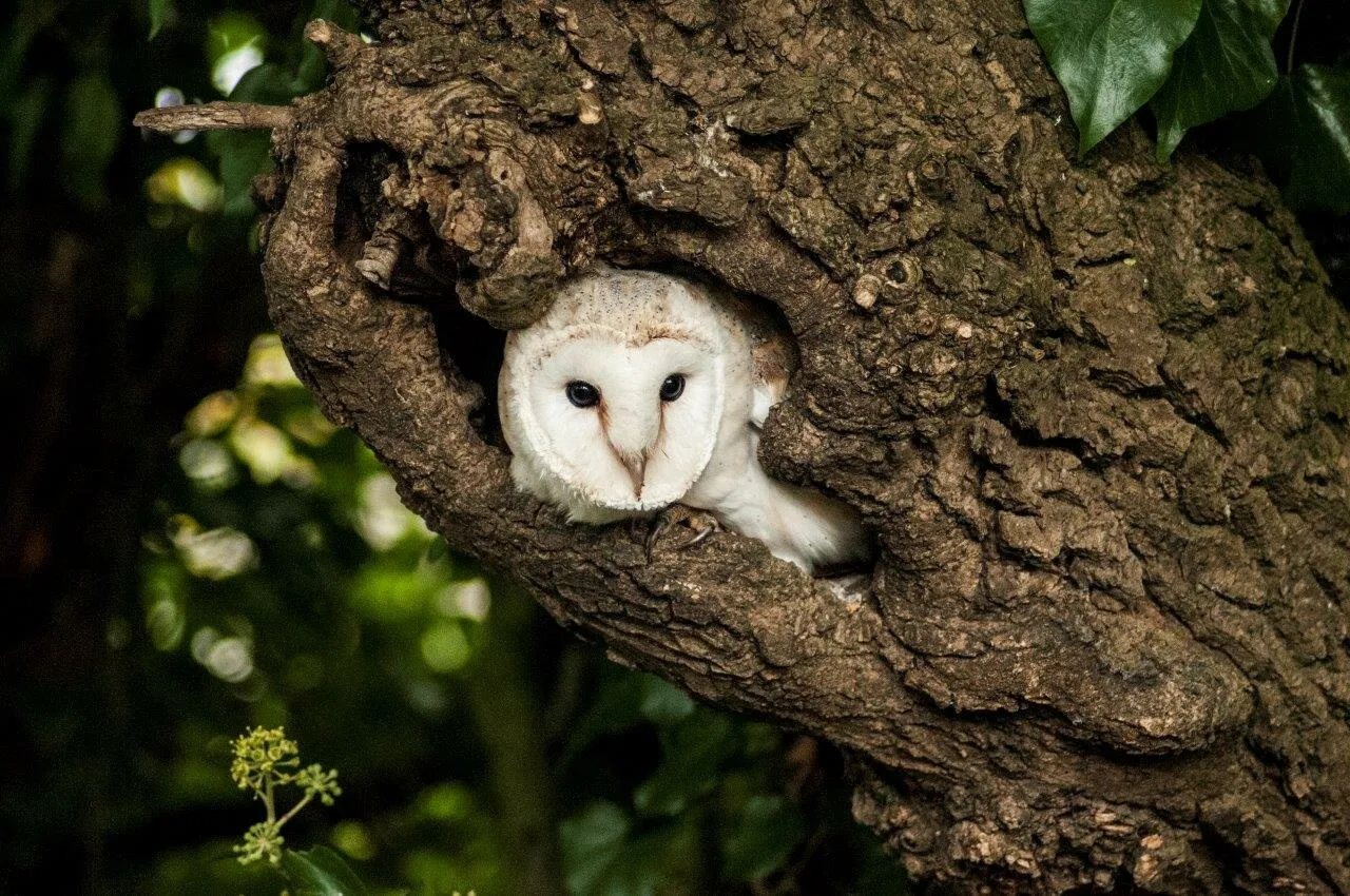 Owl