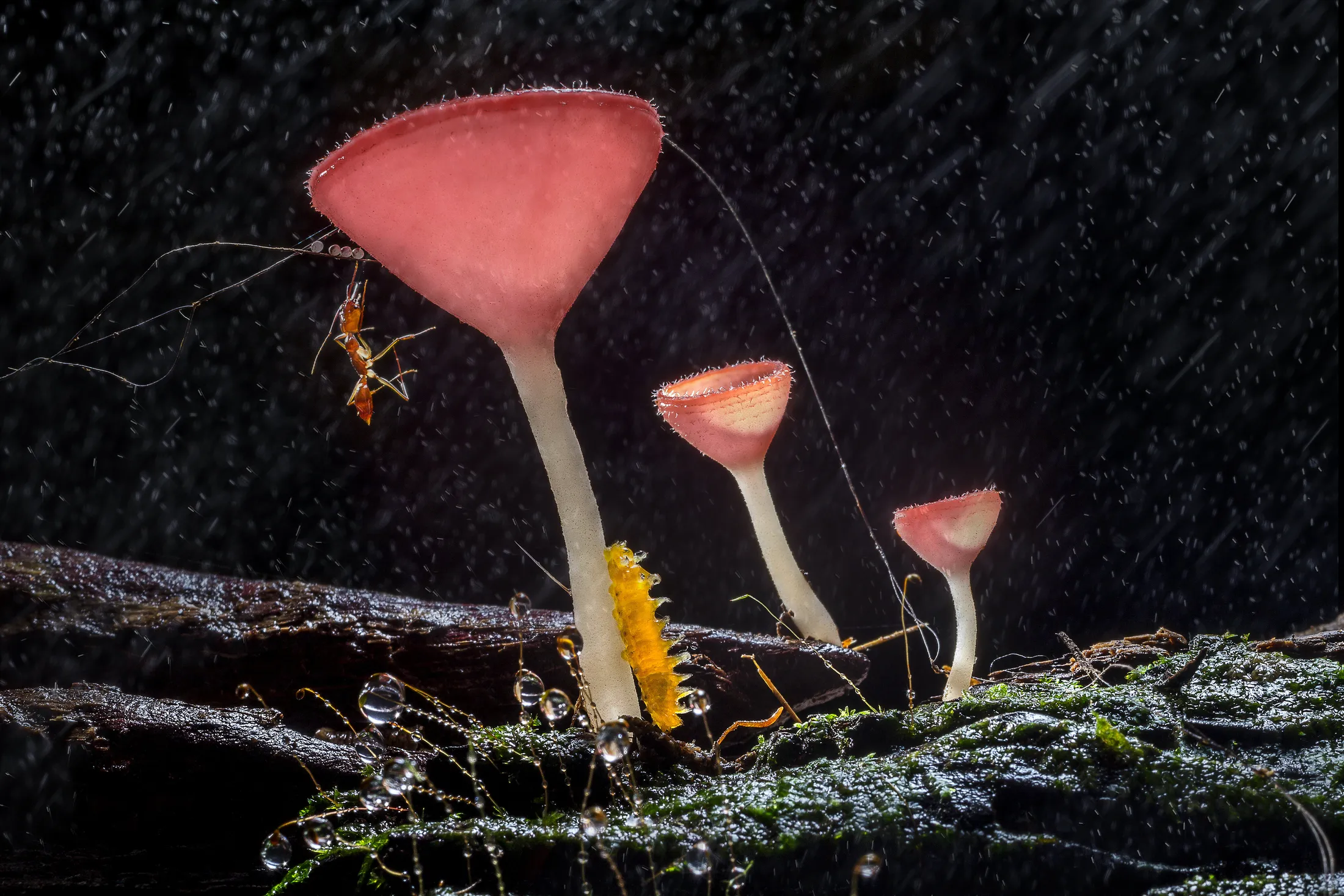 Little World