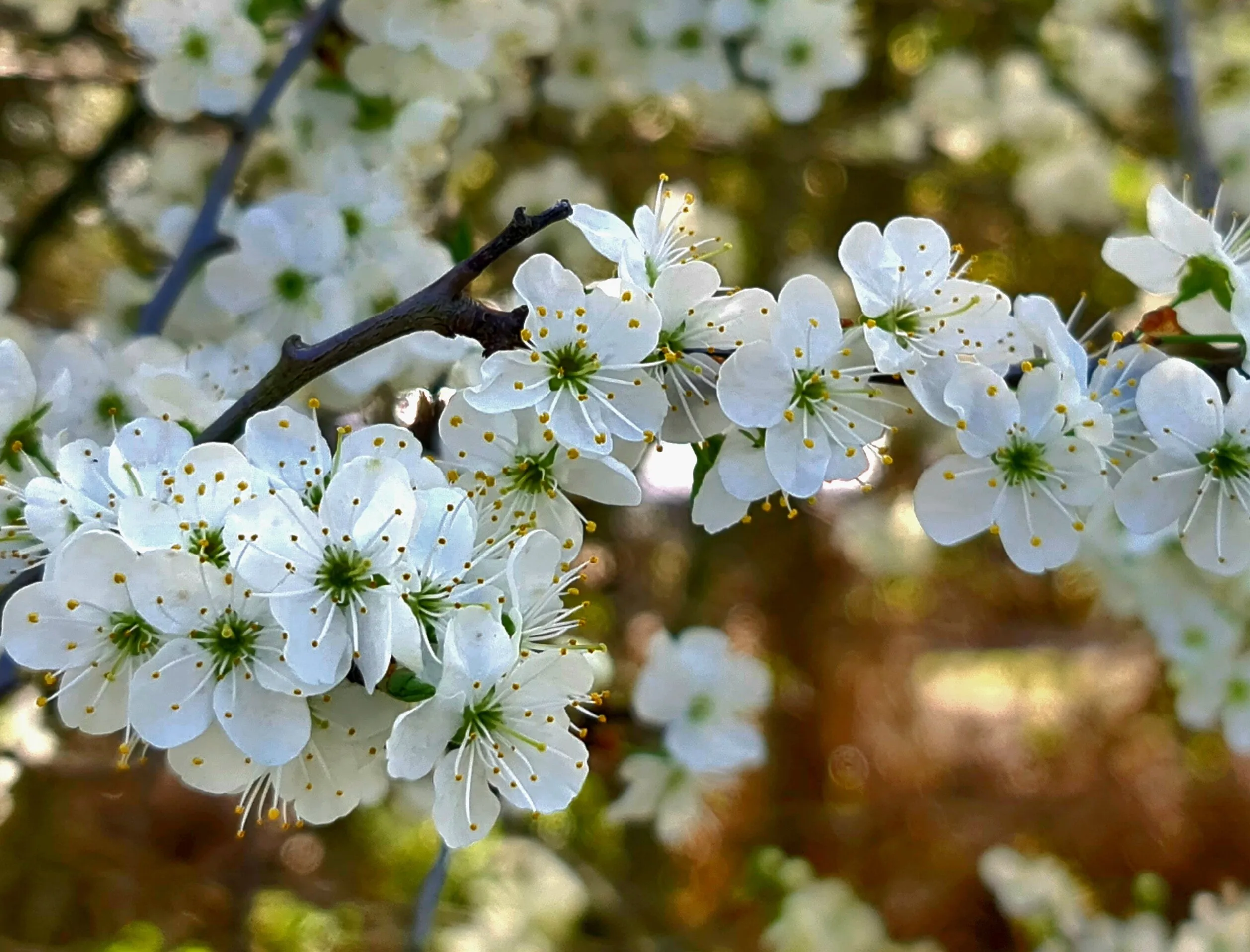 Spring Blossom