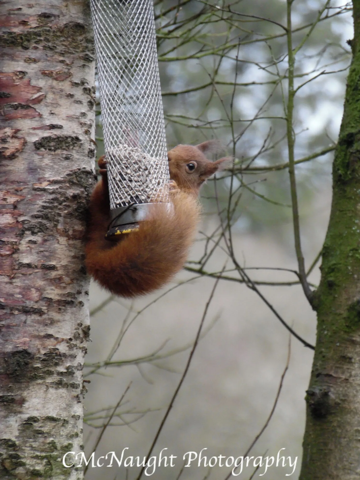 Squirell Nutty