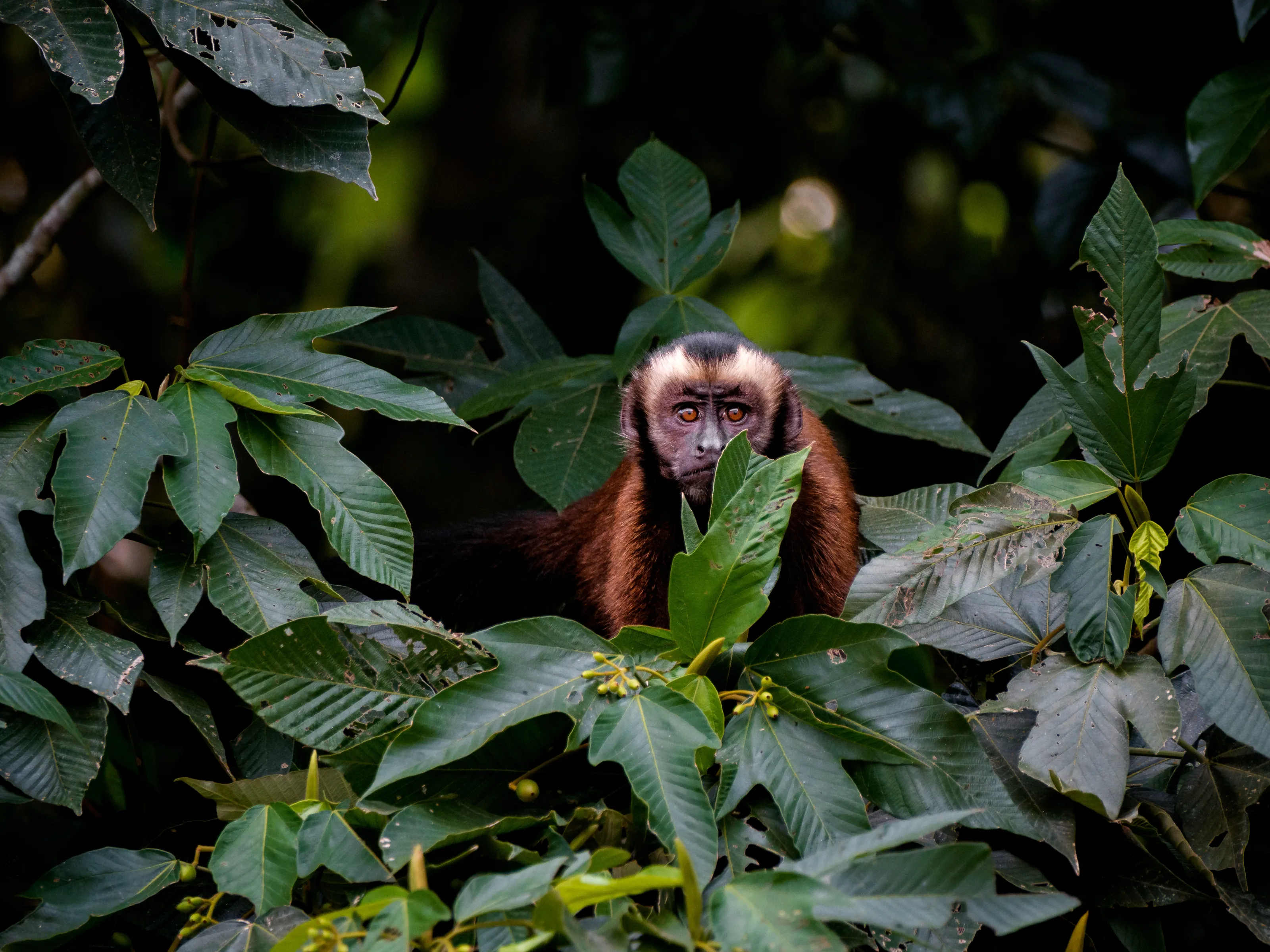 Capuchin Monkey in the Rainforest, Peru
