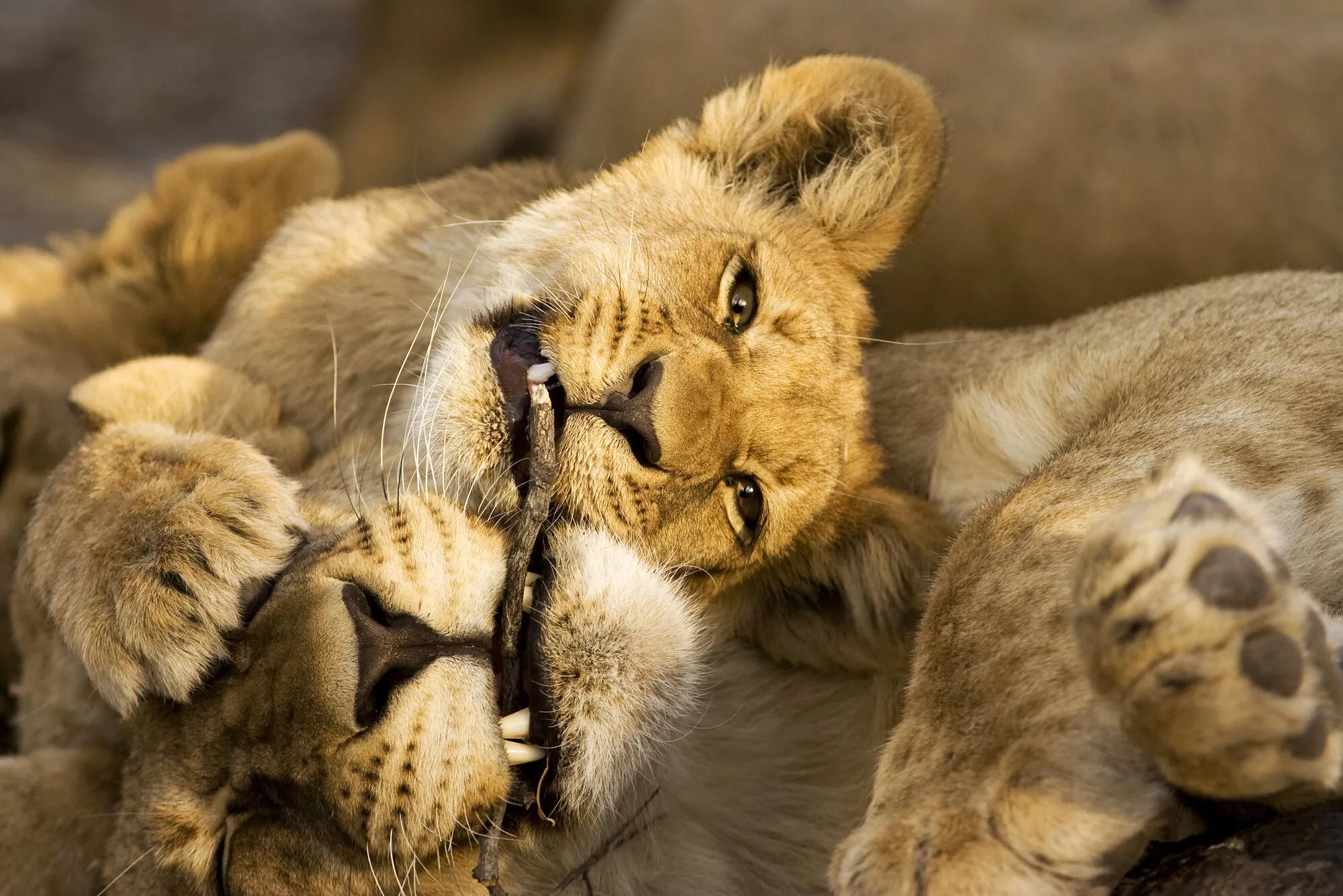 Lion cub's playtime