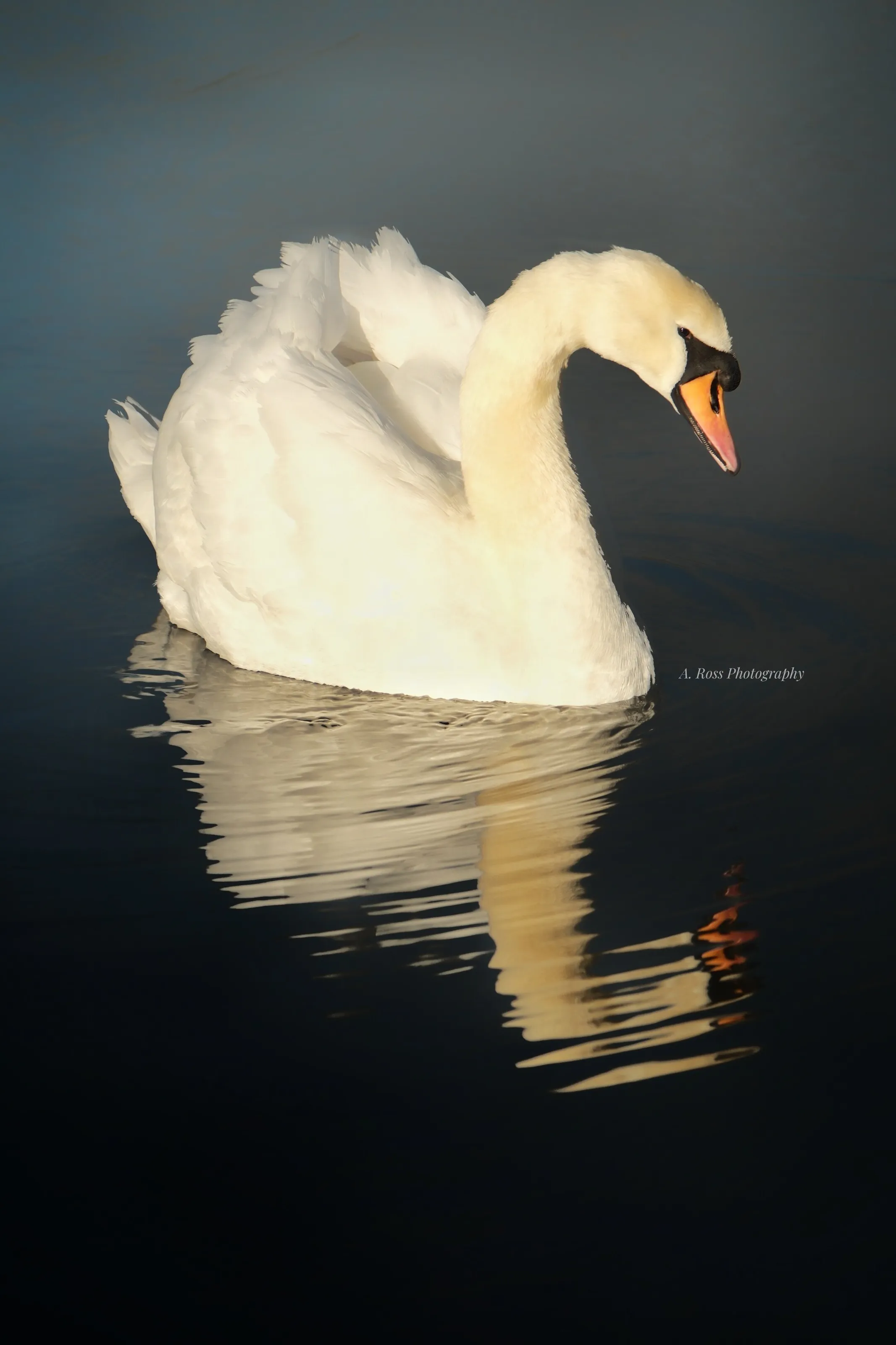 The Swan and the natural mirror