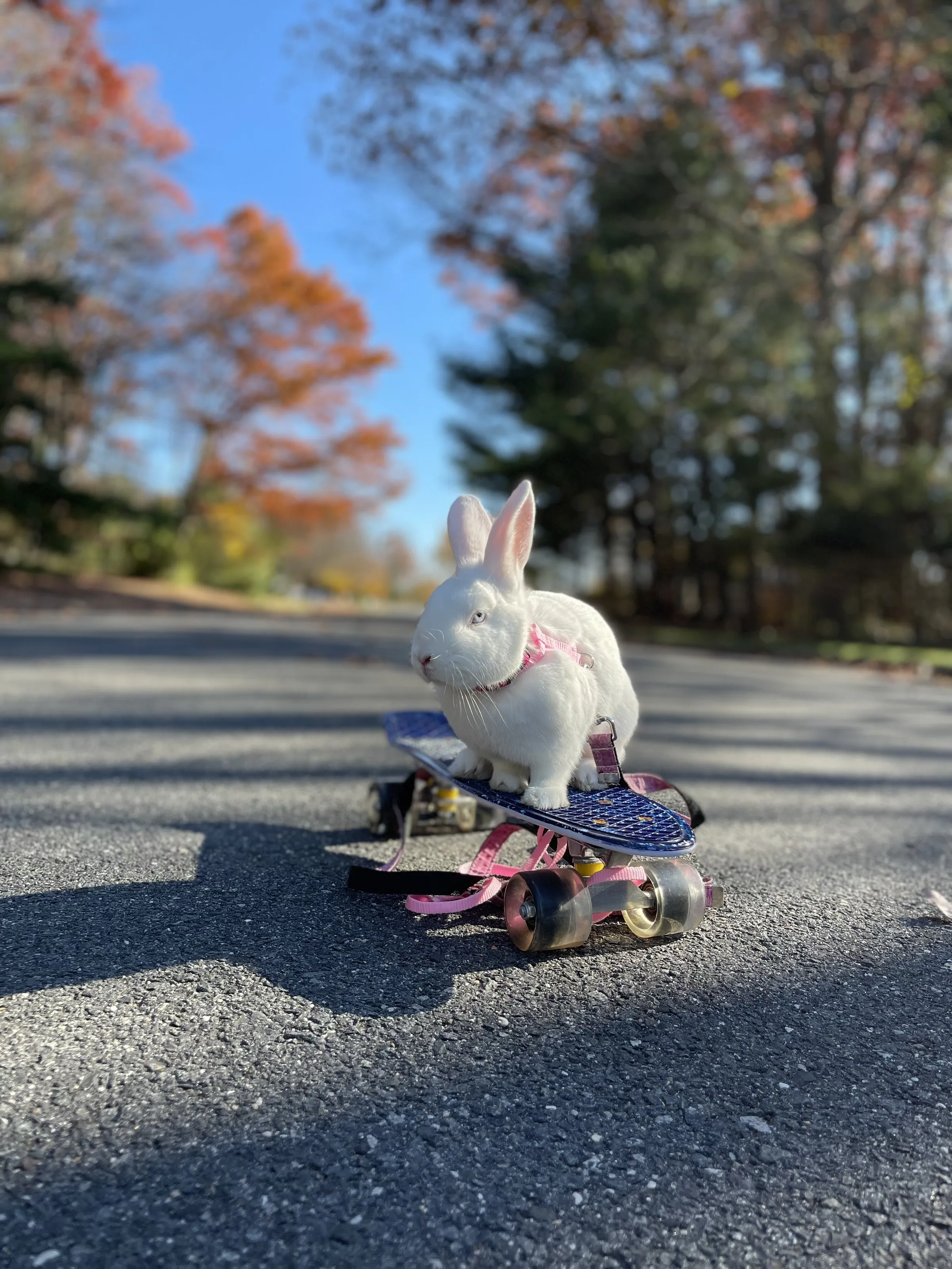 Lucy the Skateboarding Bunny