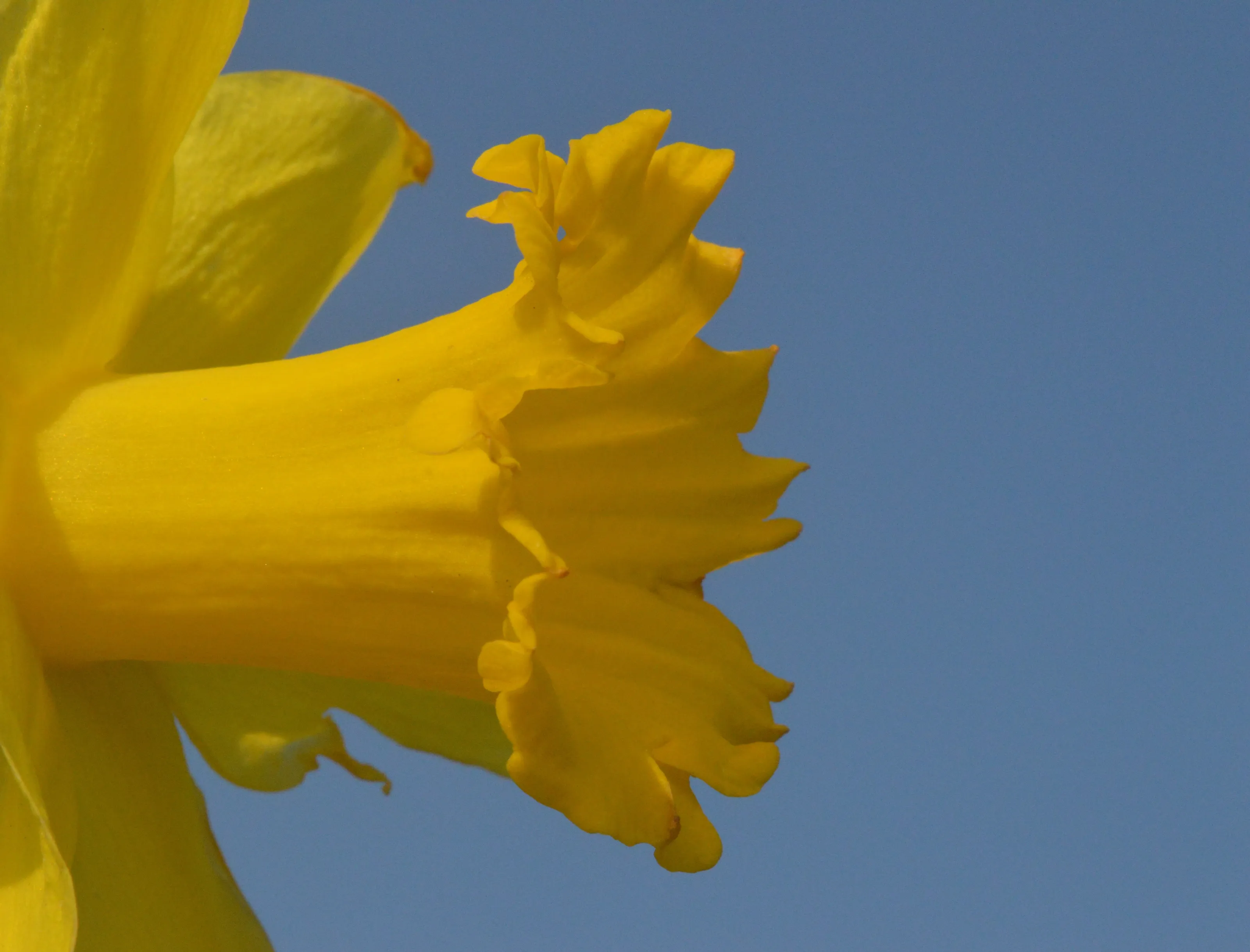 Yellow Beauty