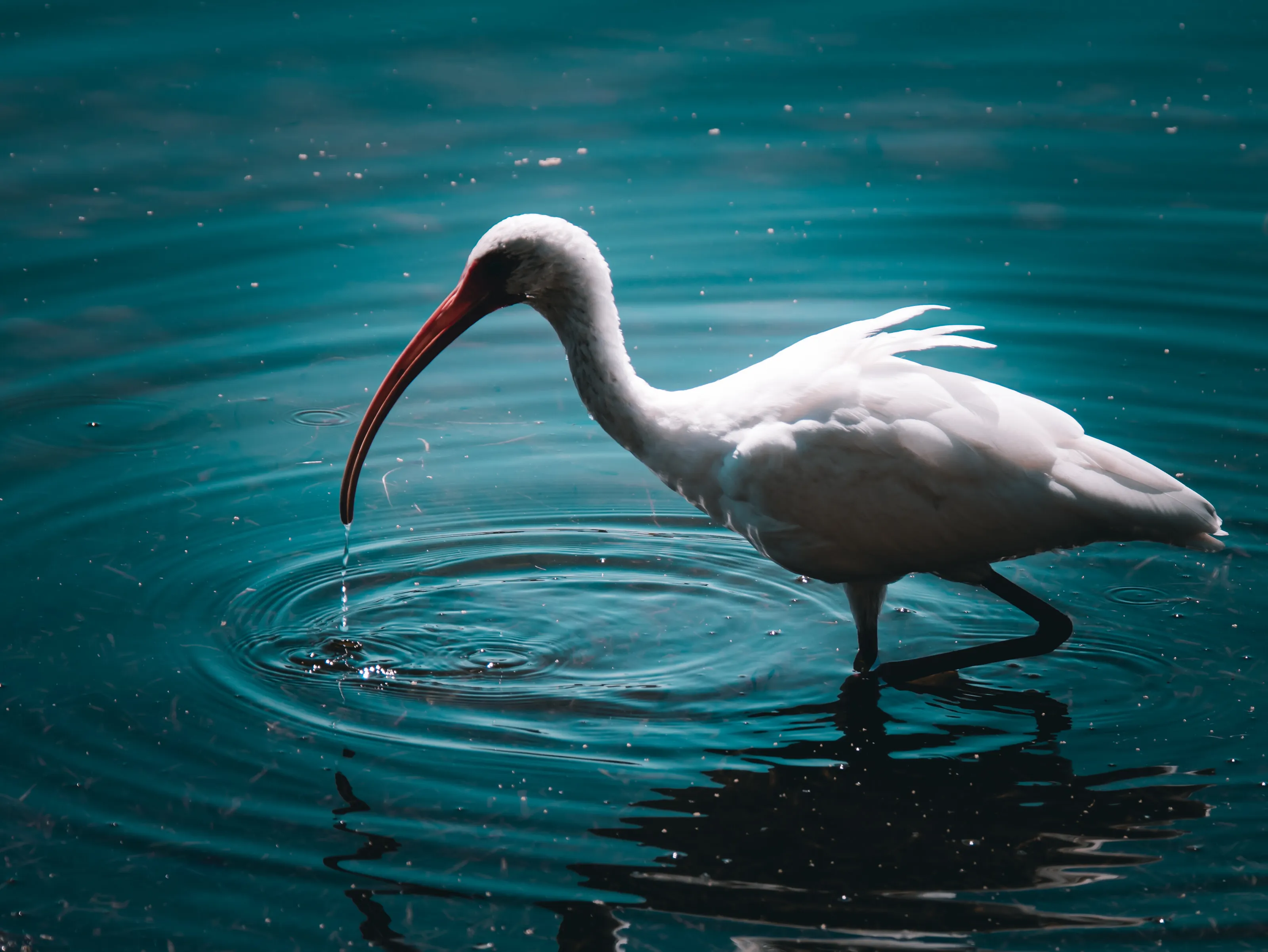 Ibis in Water