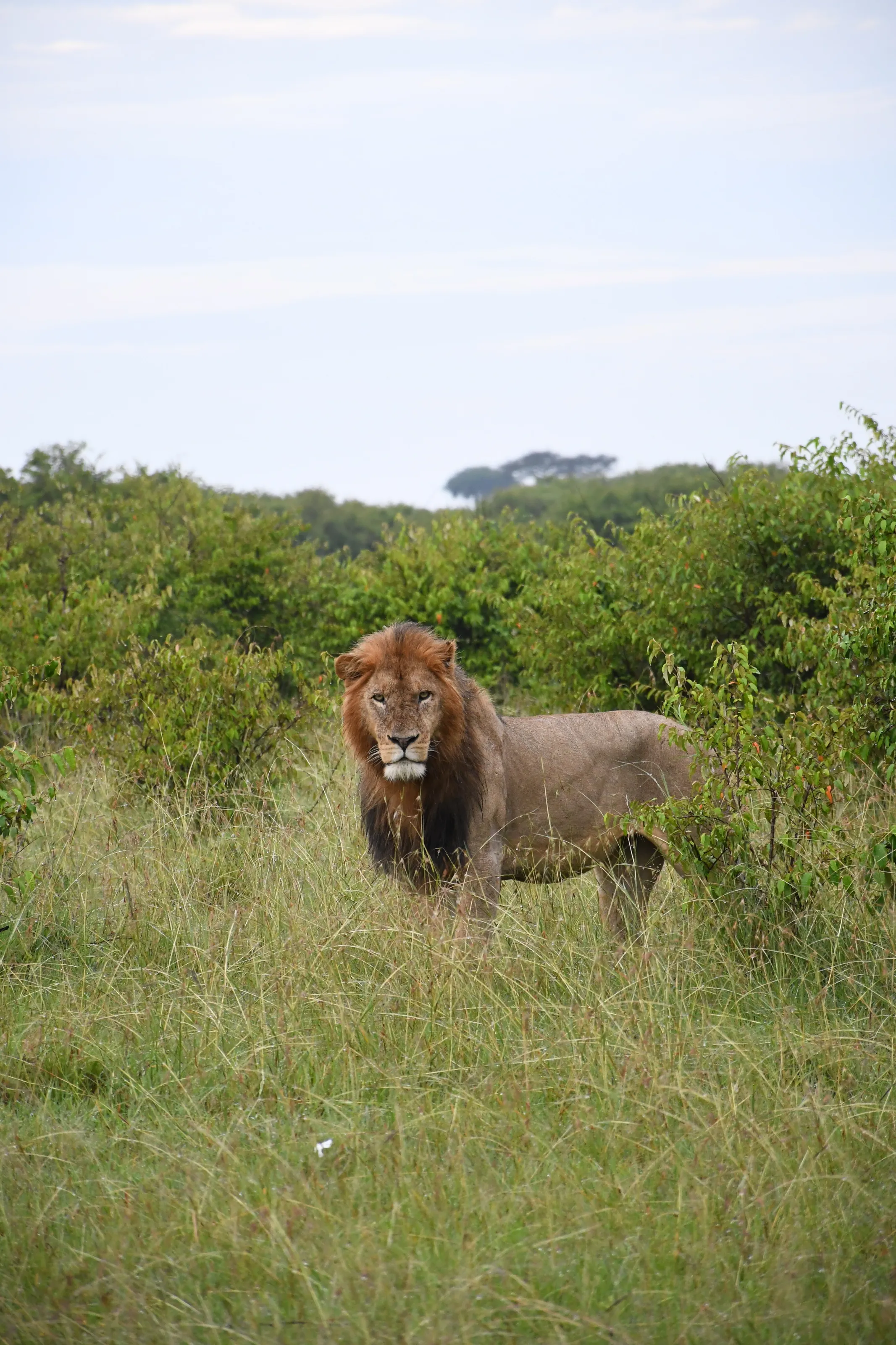"The lion will forever reign as king."
