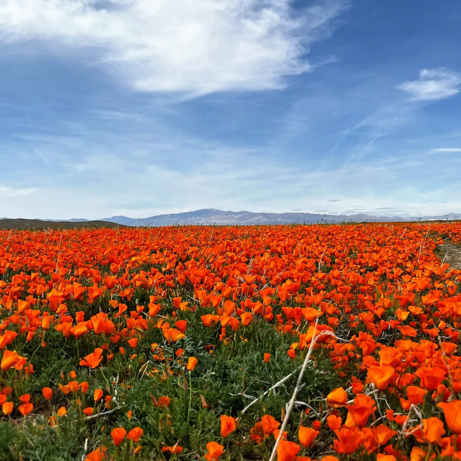 California Poppy Field