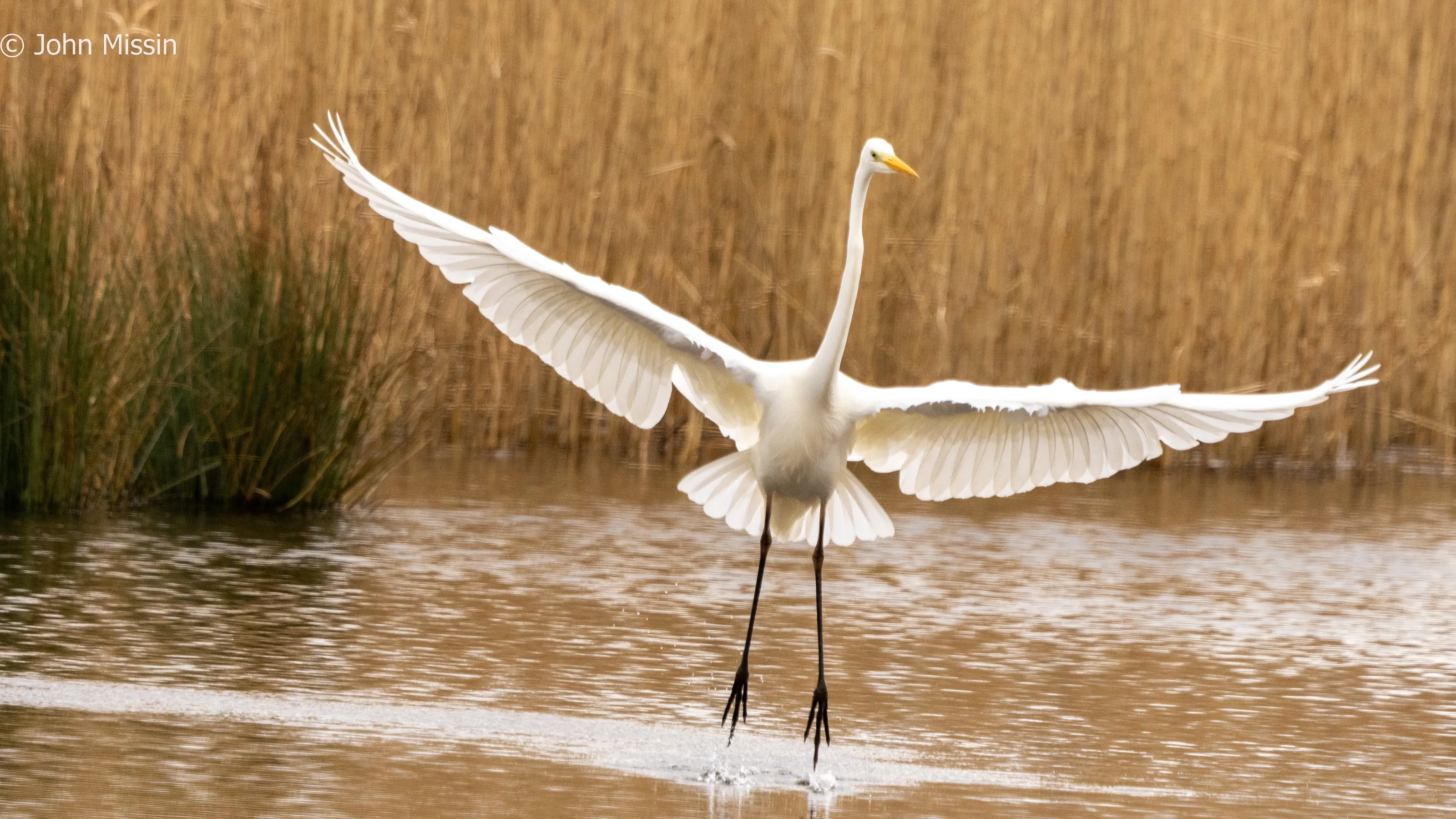The graceful Great White Egret