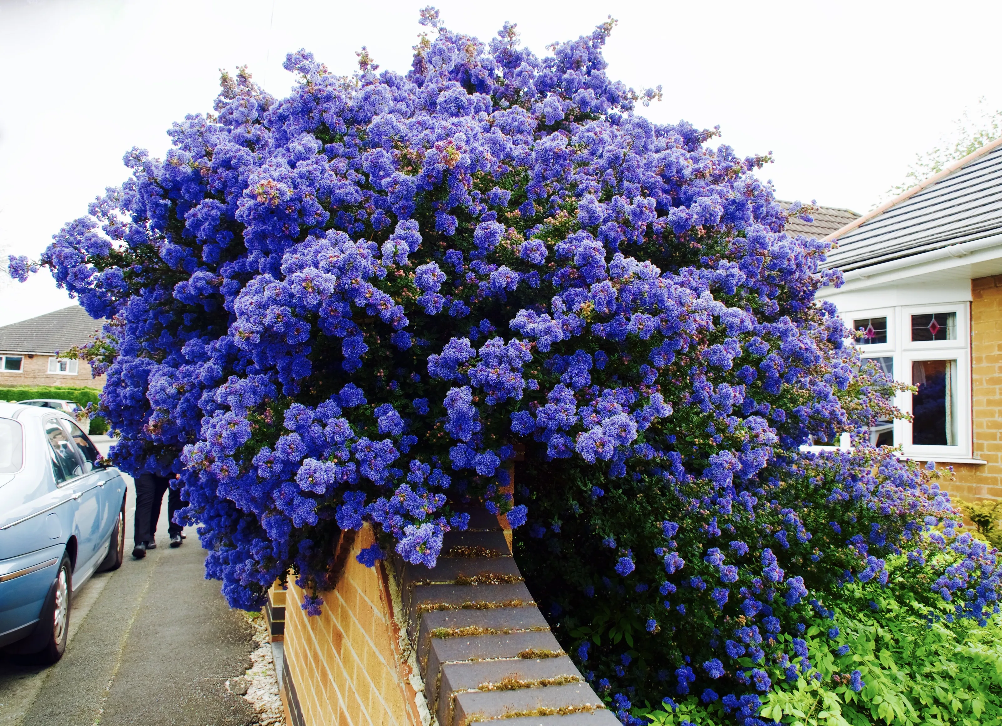 Purple Afro bush