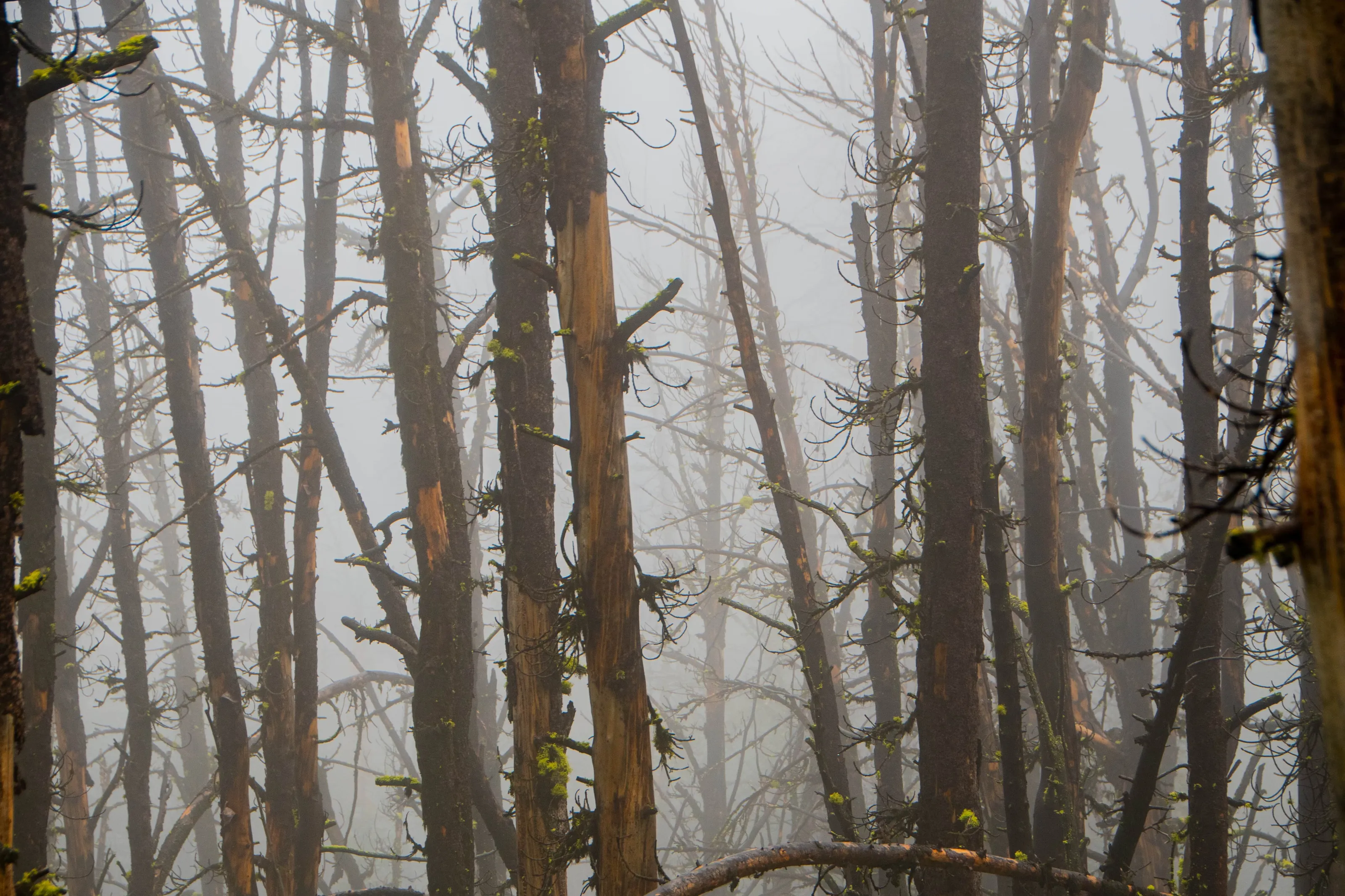 Trees in the clouds