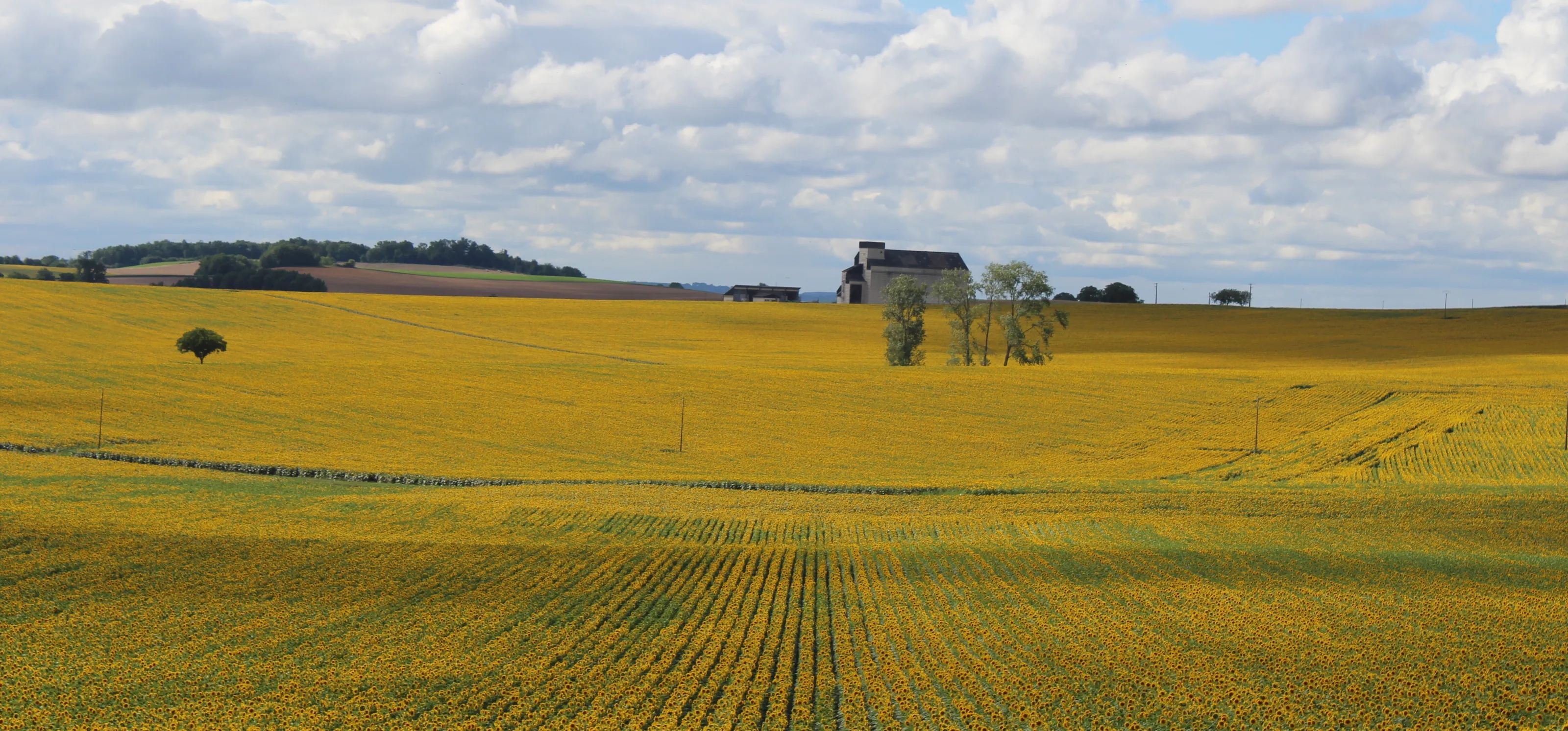 Les Tournesols