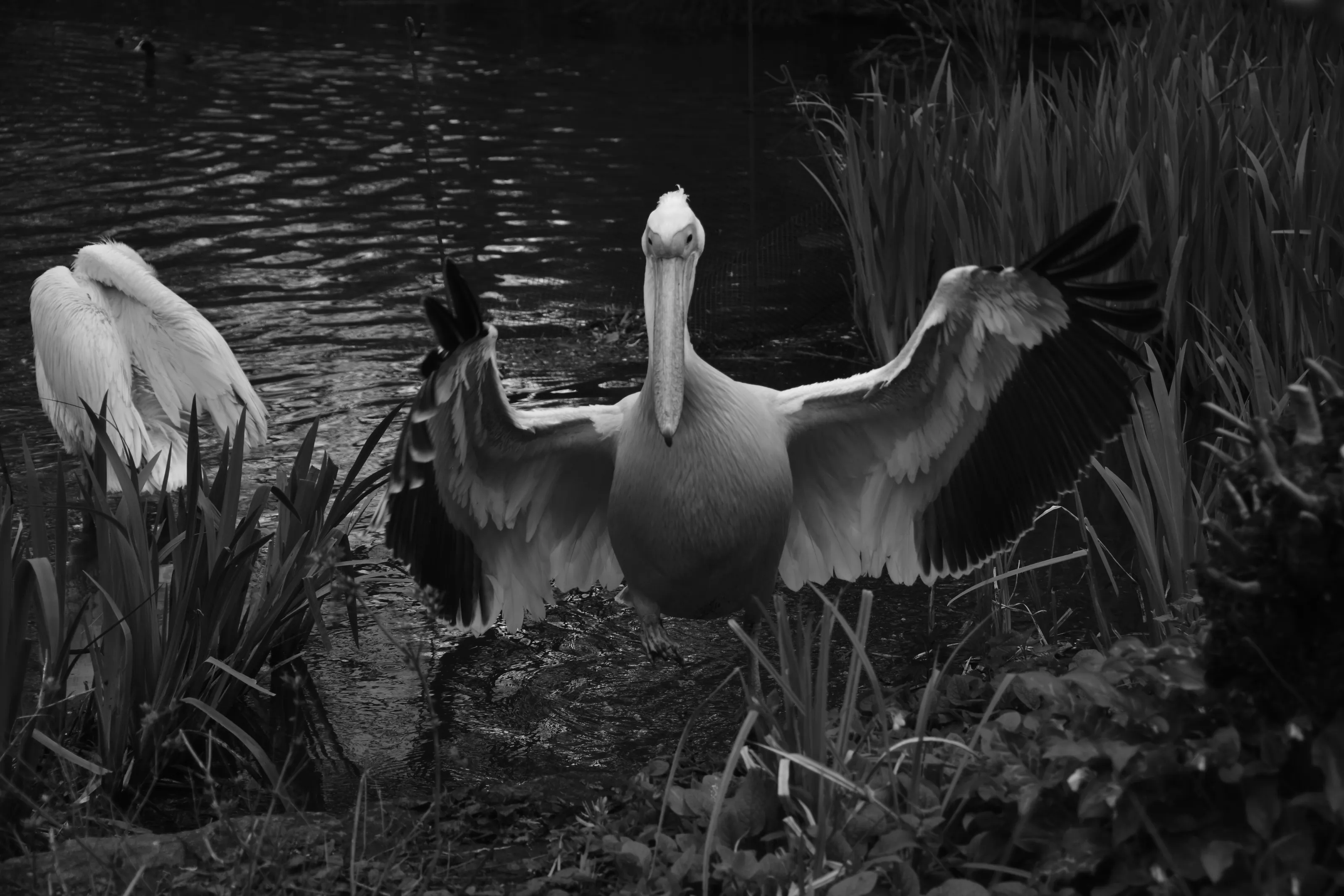 Pelican in Black and White