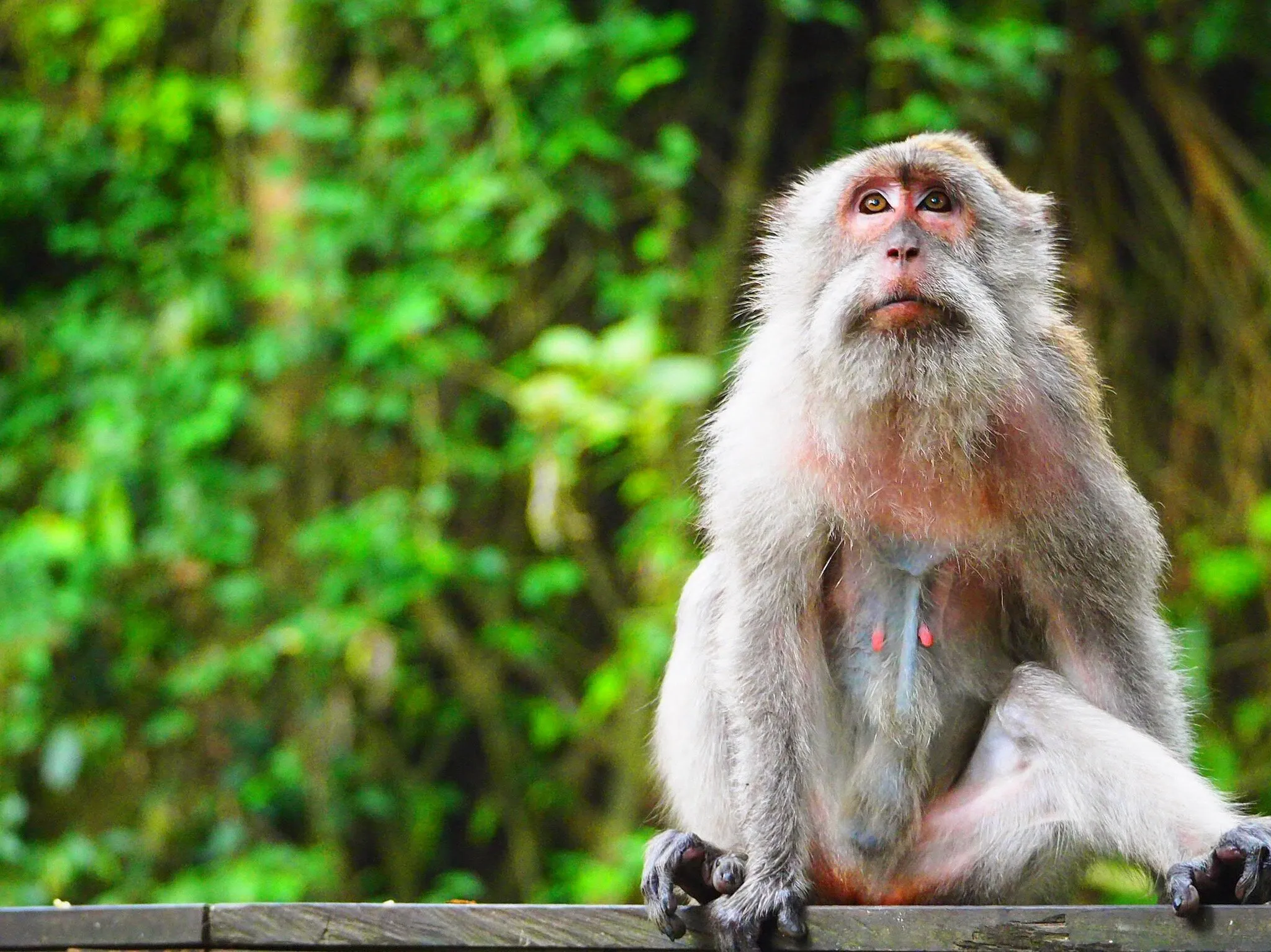 Sacred Monkey of Ubud
