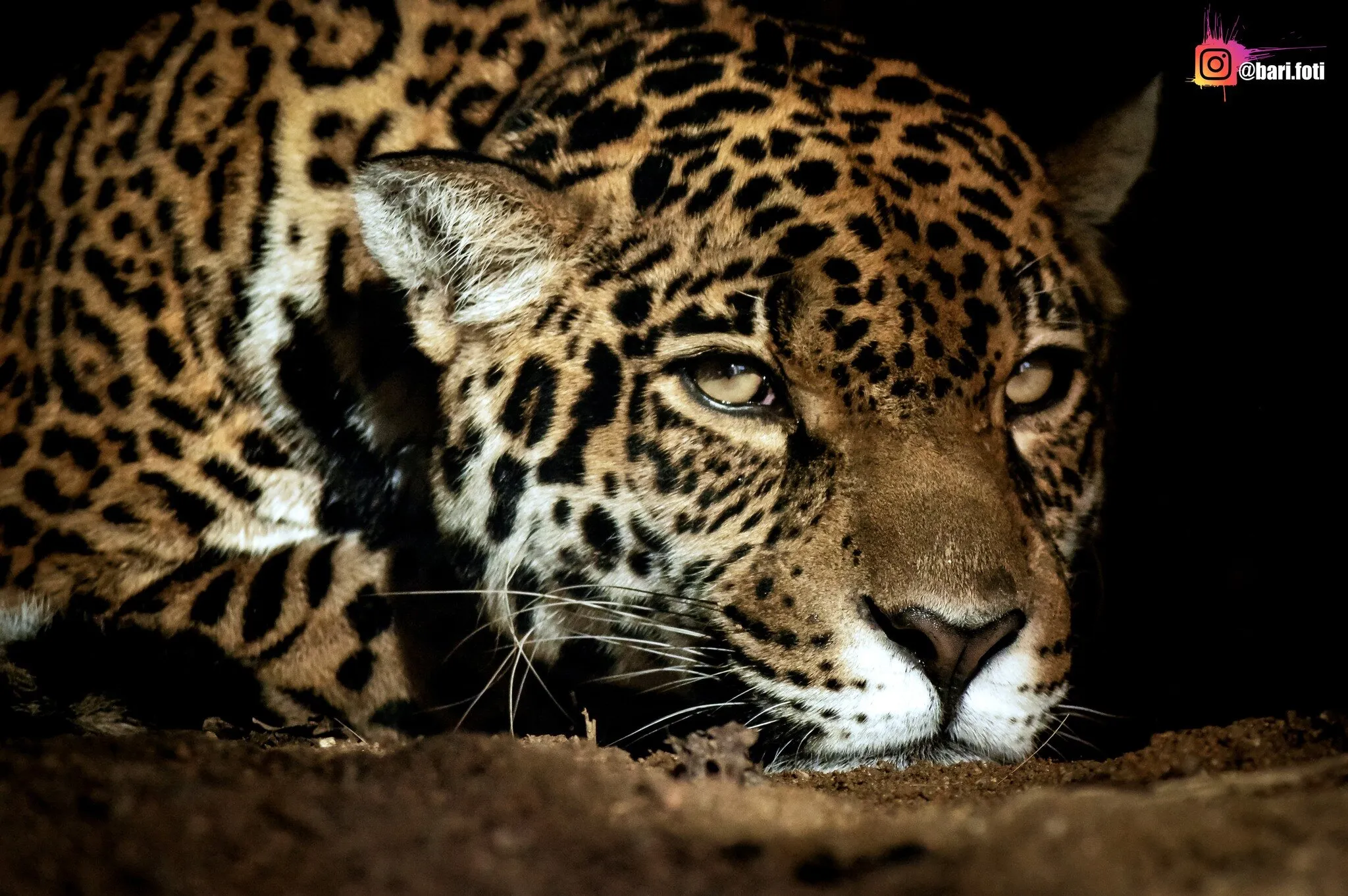 Yuna, the jaguar