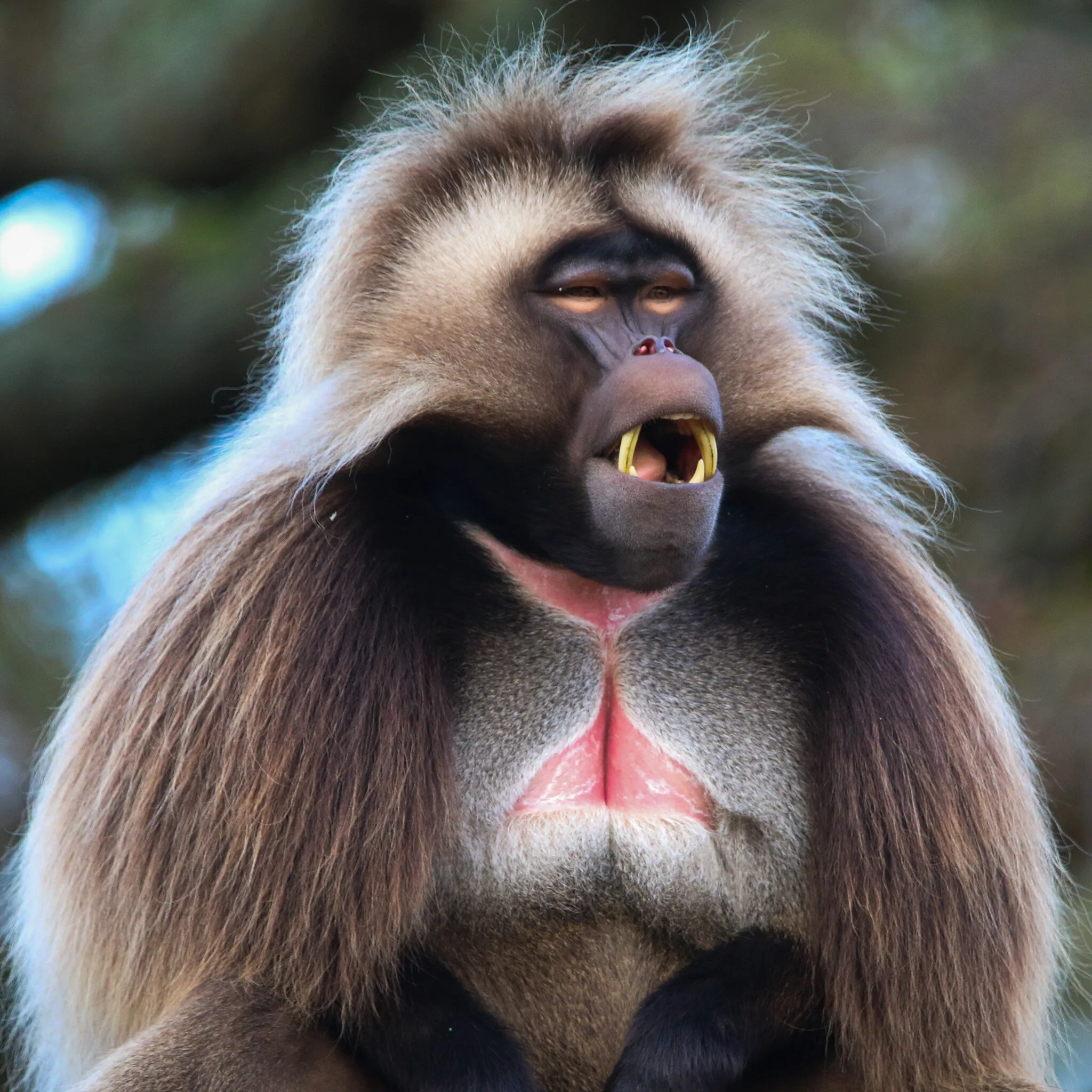 Gelada Monkey