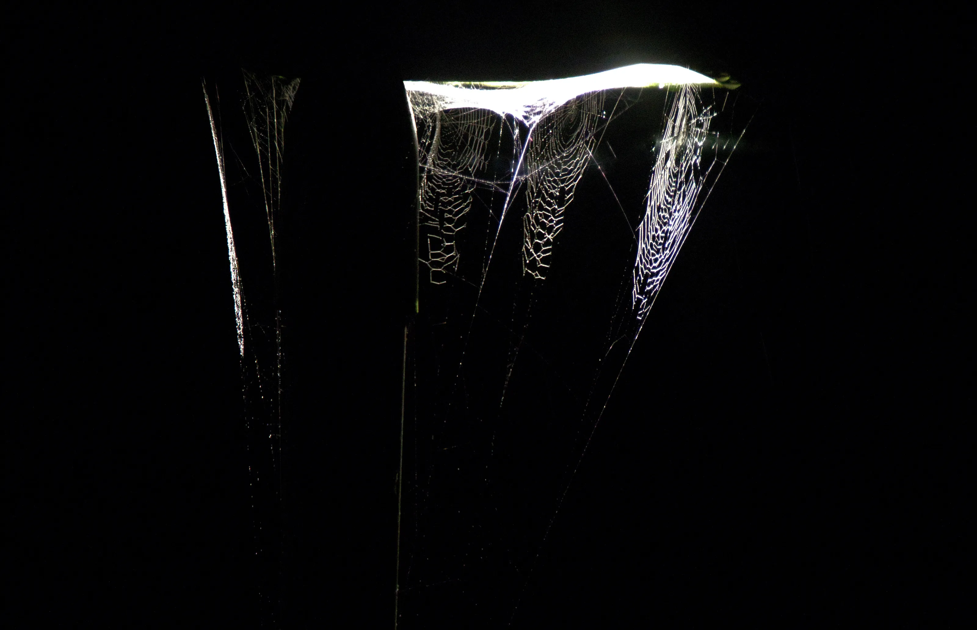 Street light Cobwebs