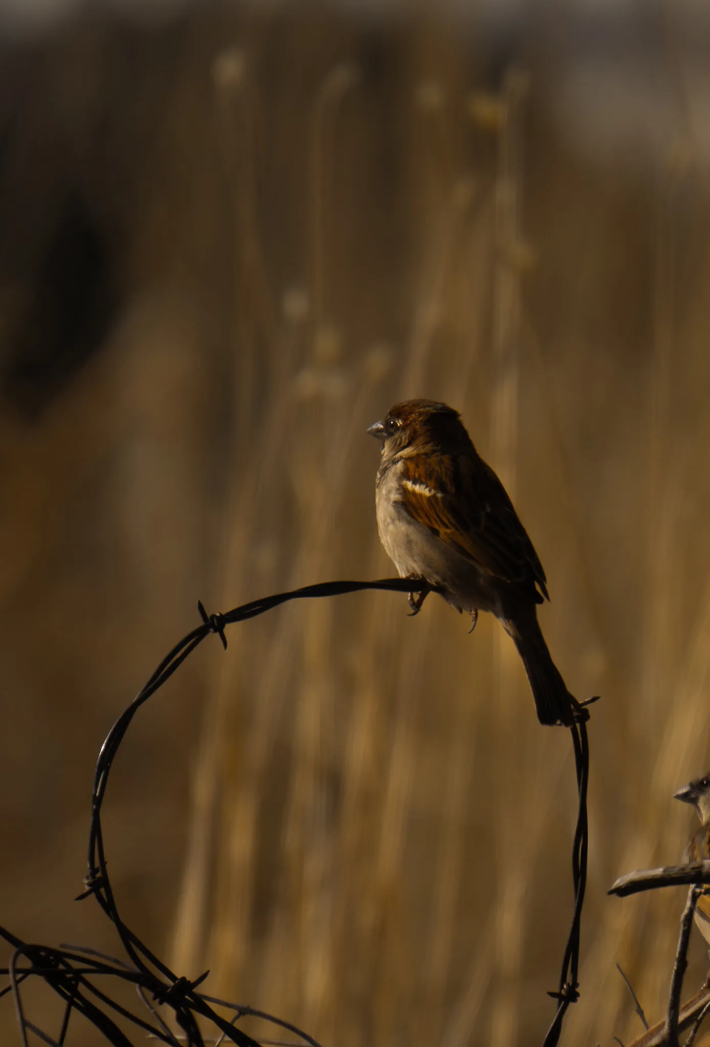 bird on a wire