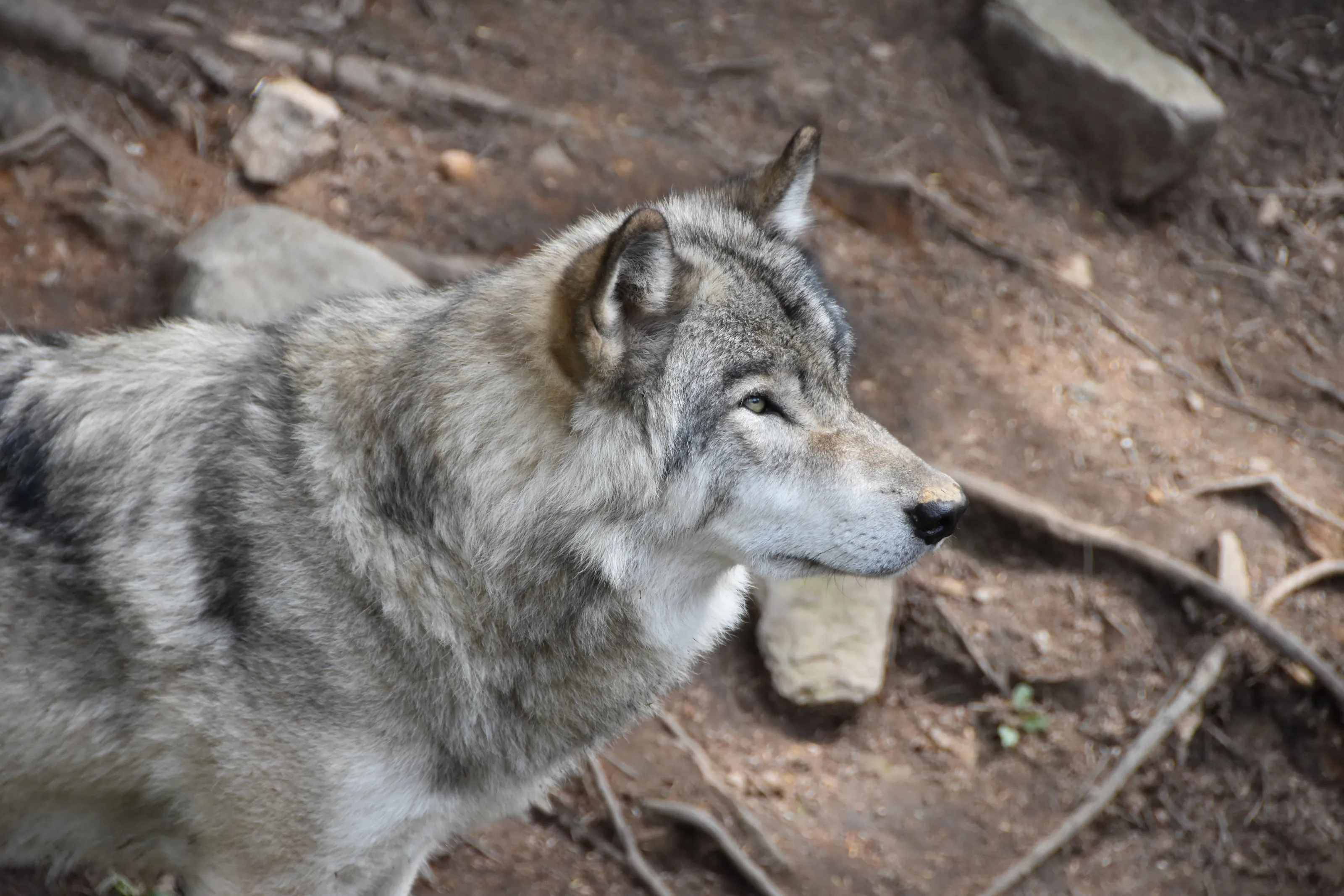 Wolf