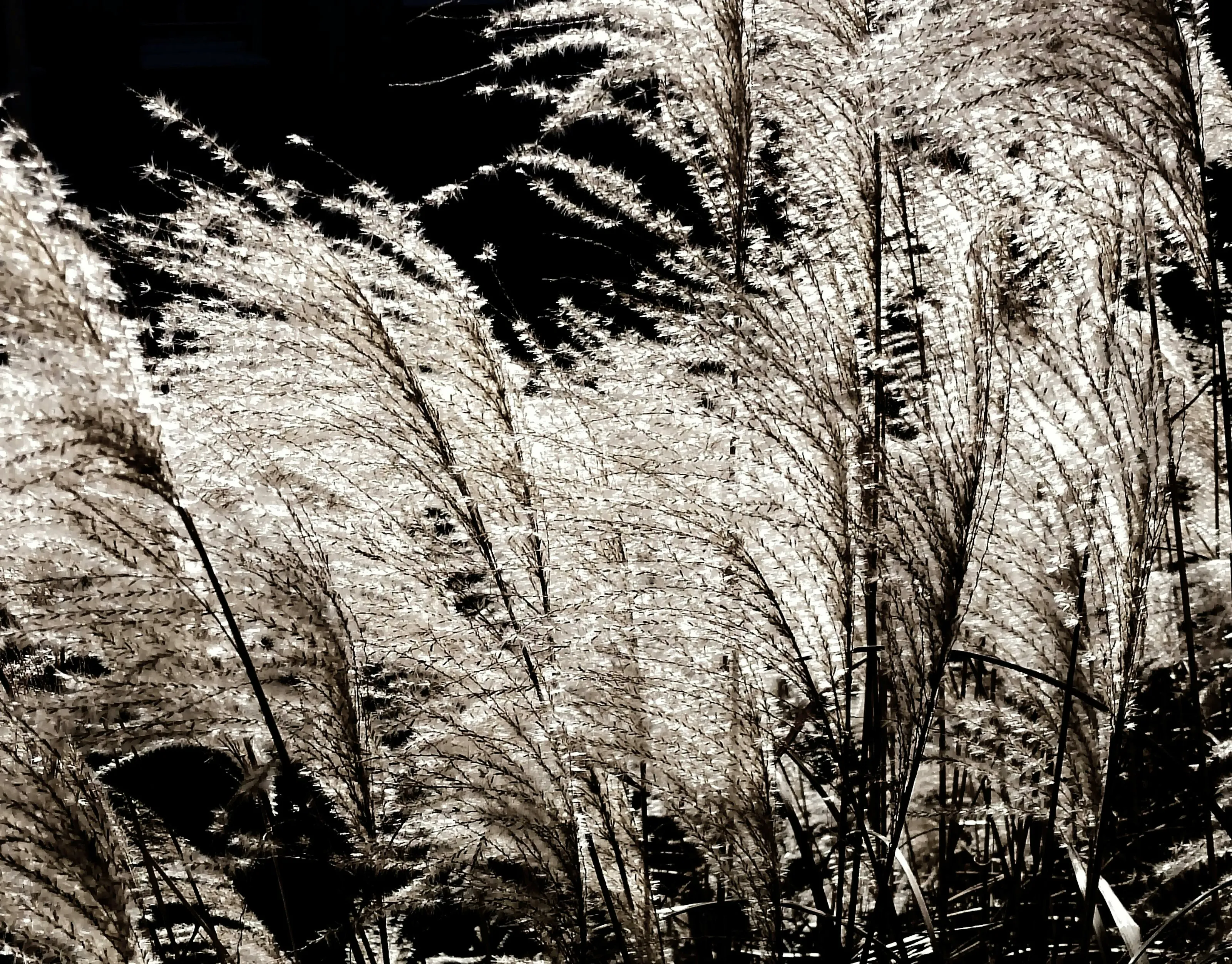 Lullaby in the Wind
