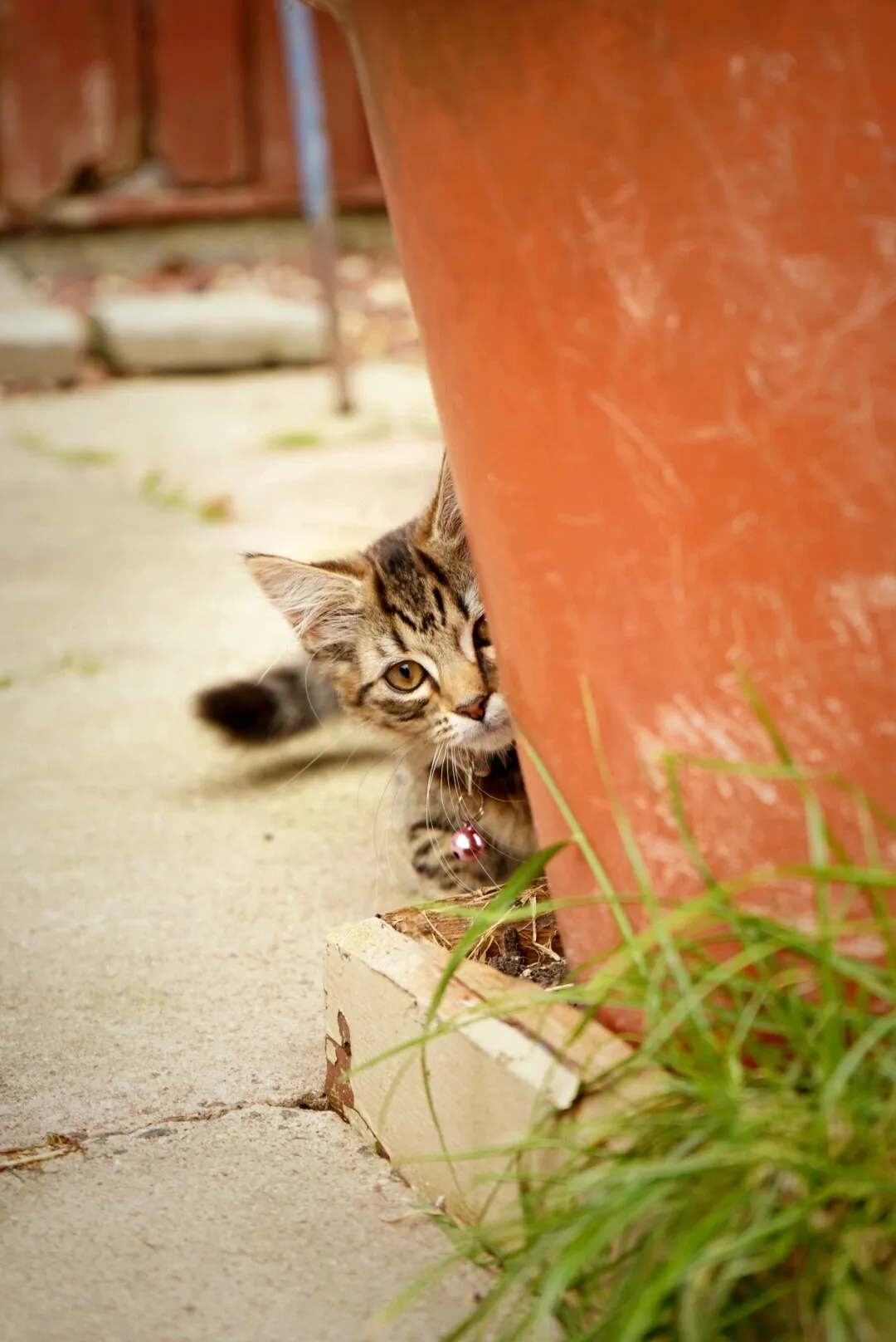 A Kittens New Playground