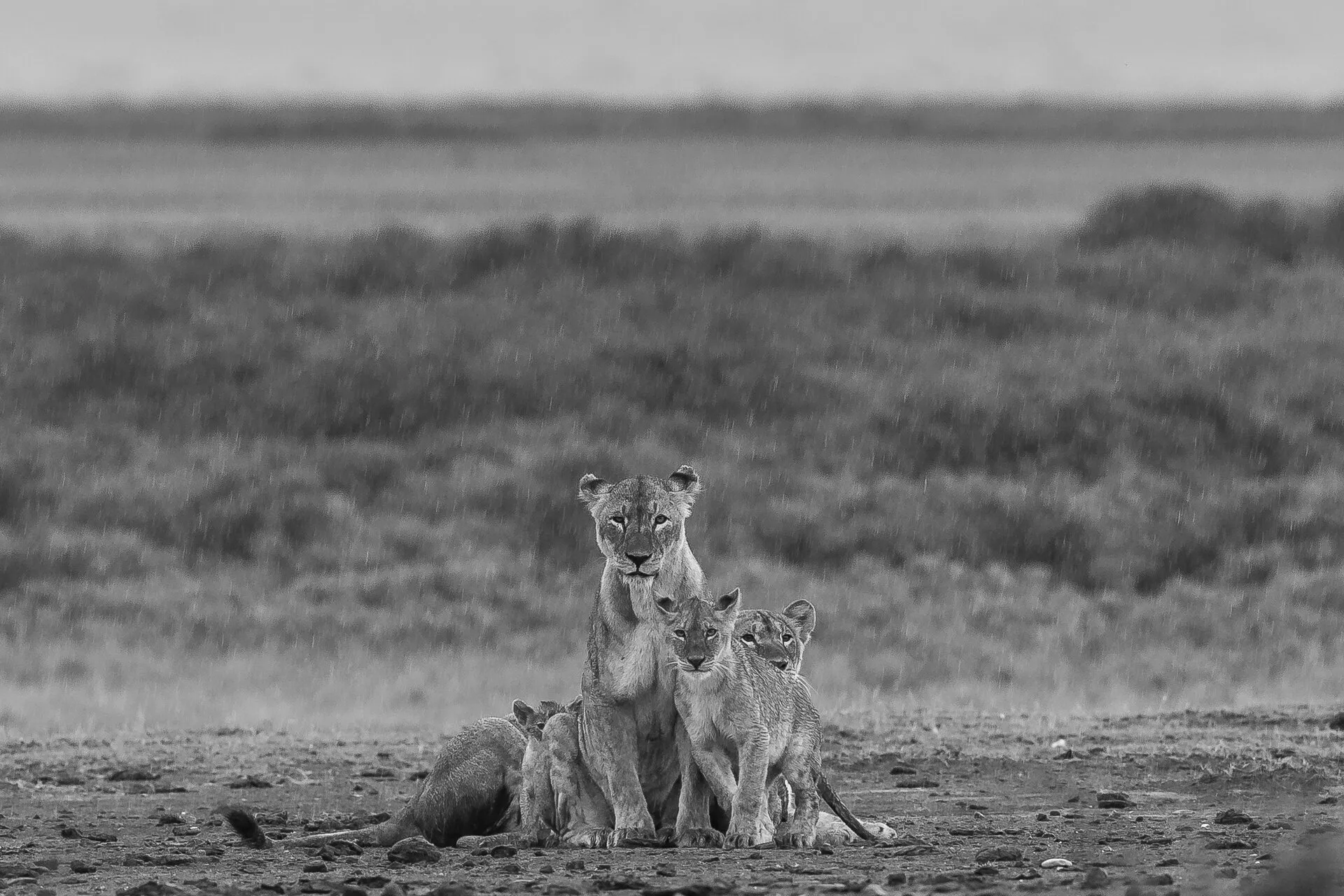 Lion pride  in rain